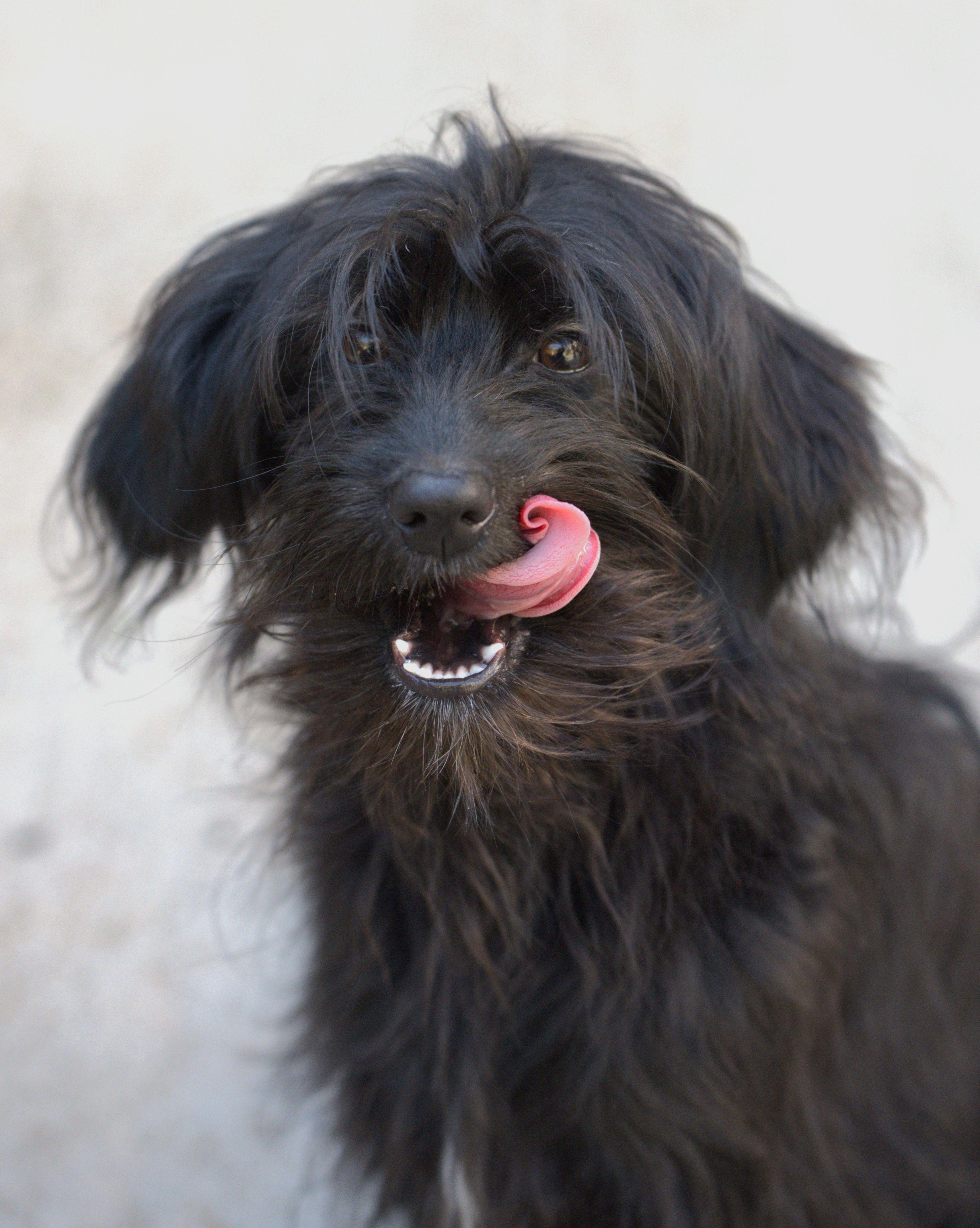 Enlarge Edwin, a Adoptable mixed breed in Hoquiam, WA image 2/6
