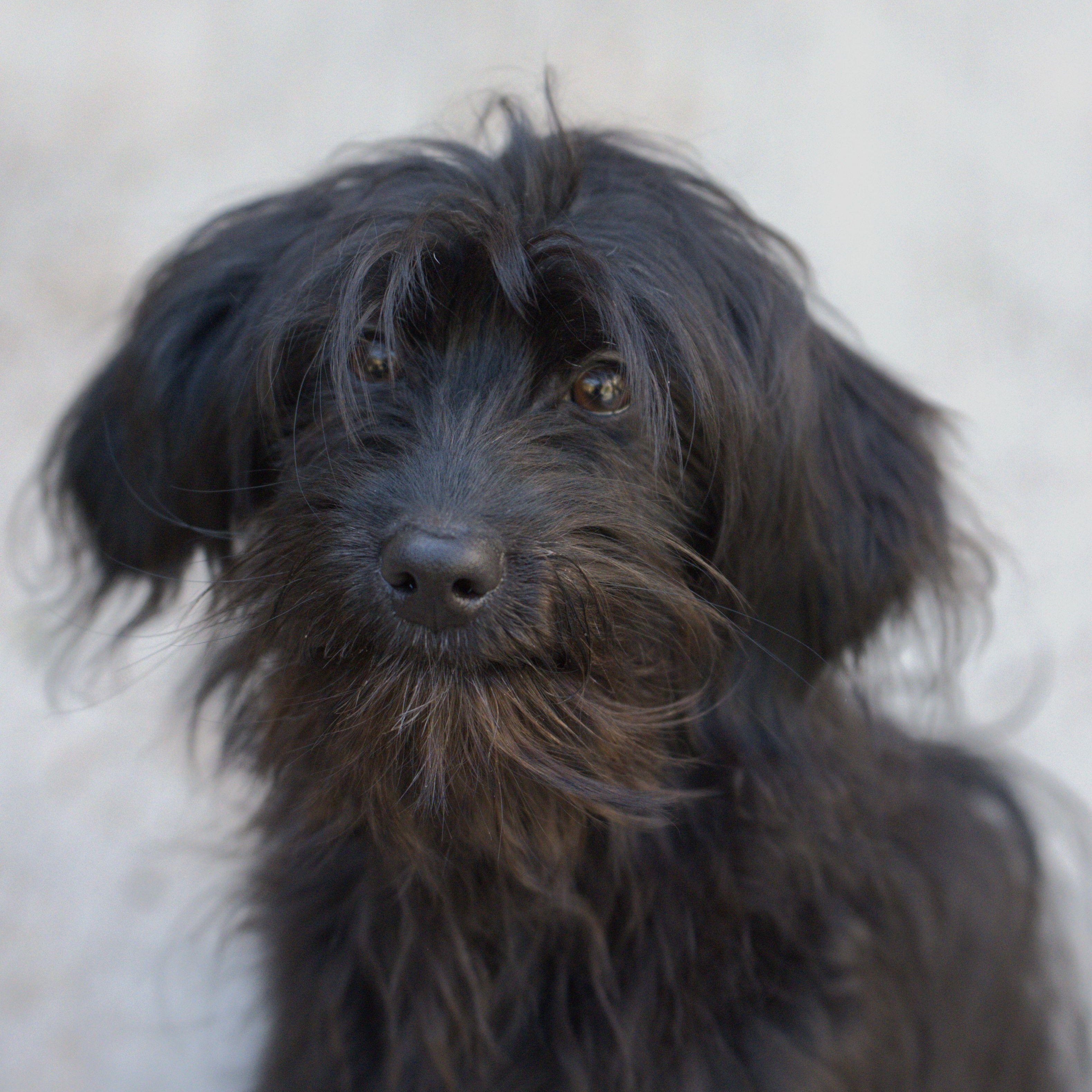 Enlarge Edwin, a Adoptable mixed breed in Hoquiam, WA image 1/6