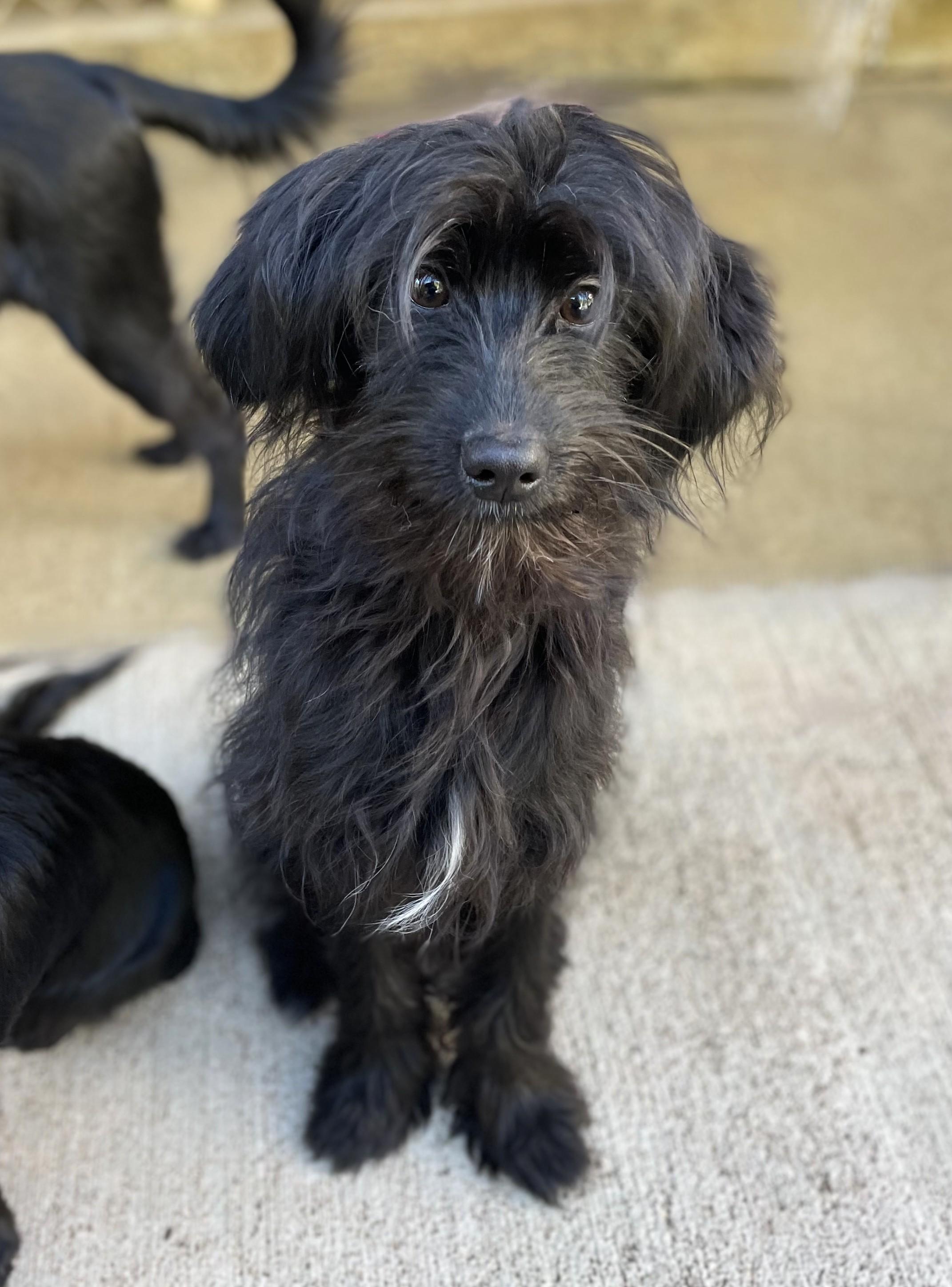 Enlarge Edwin, a Adoptable mixed breed in Hoquiam, WA image 3/6