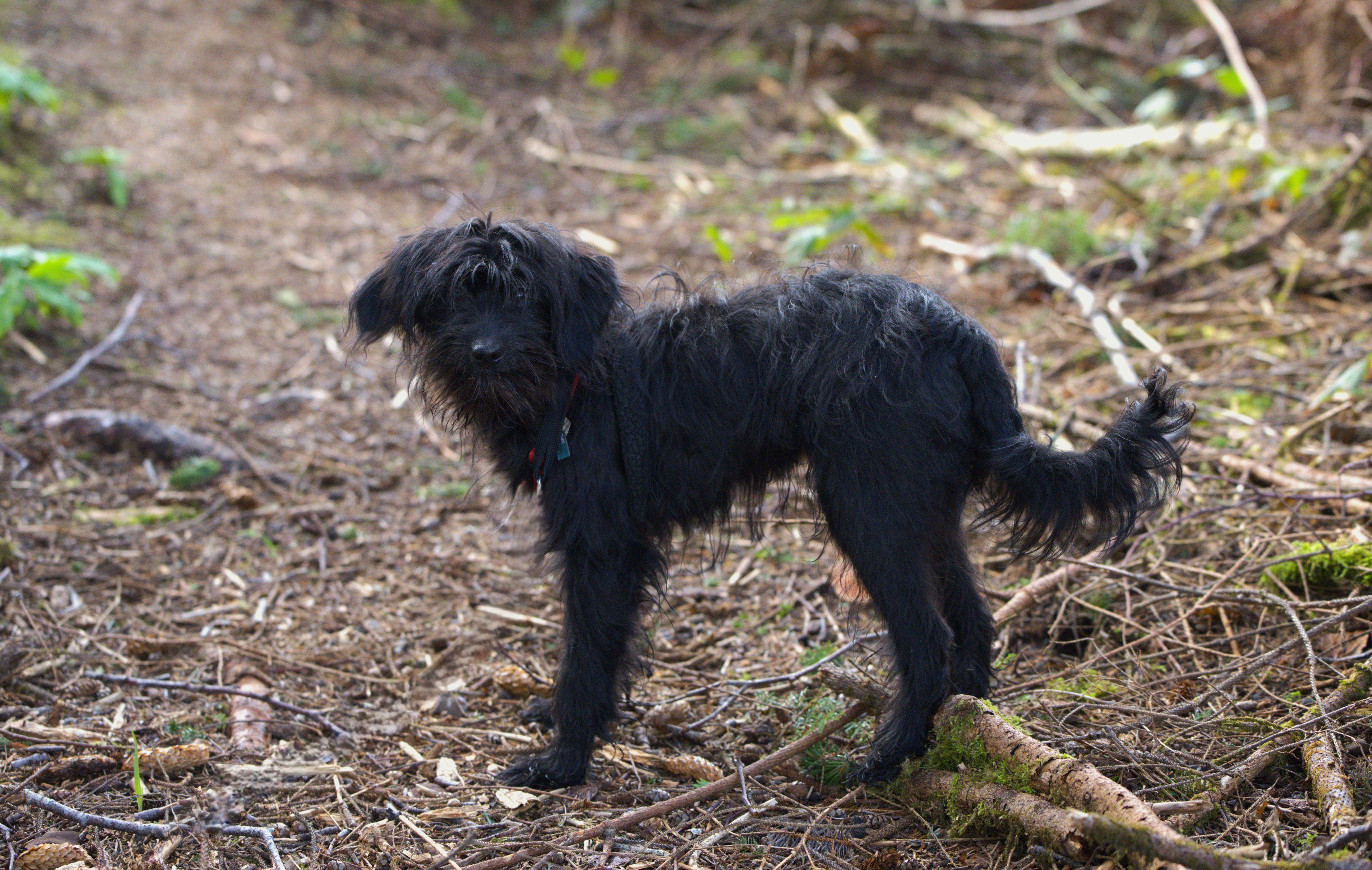 Enlarge Edwin, a Adoptable mixed breed in Hoquiam, WA image 4/6