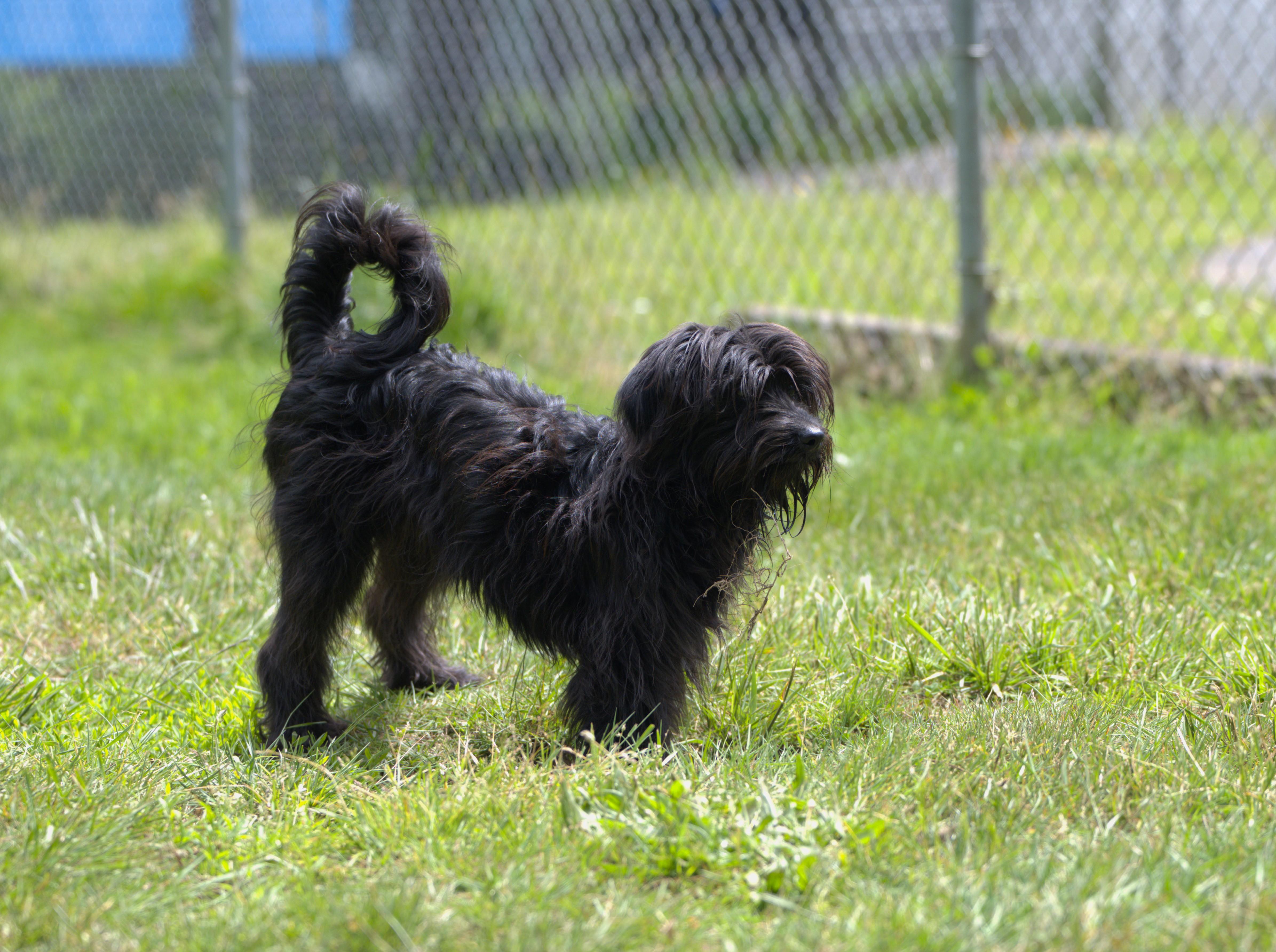 Enlarge Edwin, a Adoptable mixed breed in Hoquiam, WA image 4/5