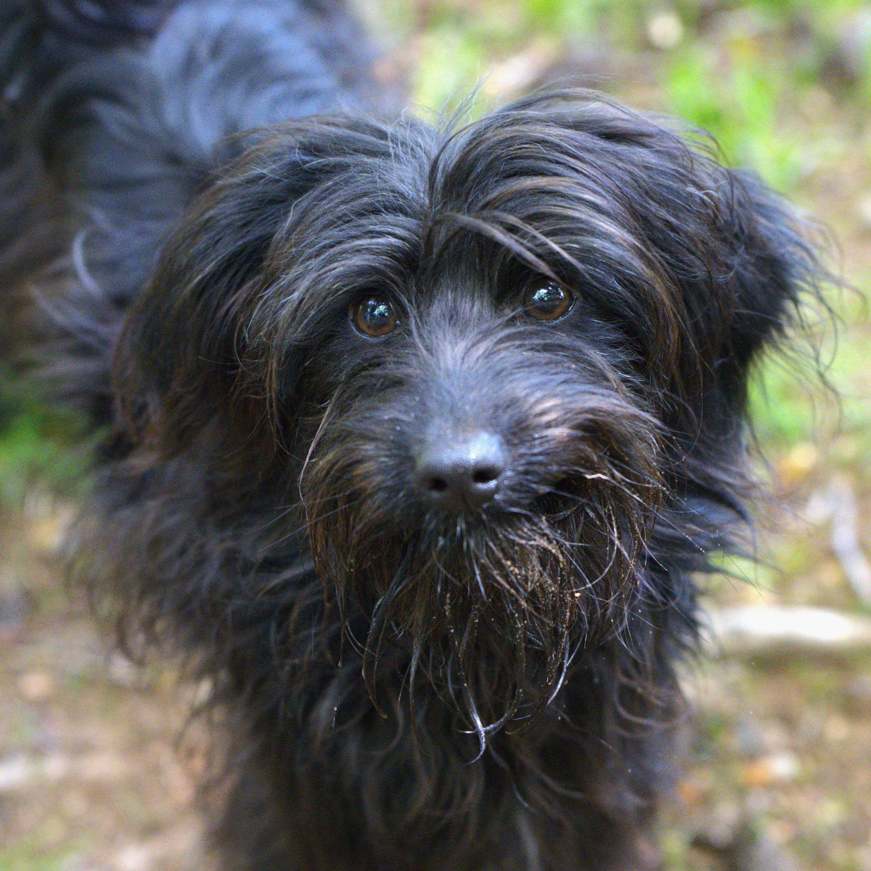 Enlarge Edwin, a Adoptable mixed breed in Hoquiam, WA image 1/5
