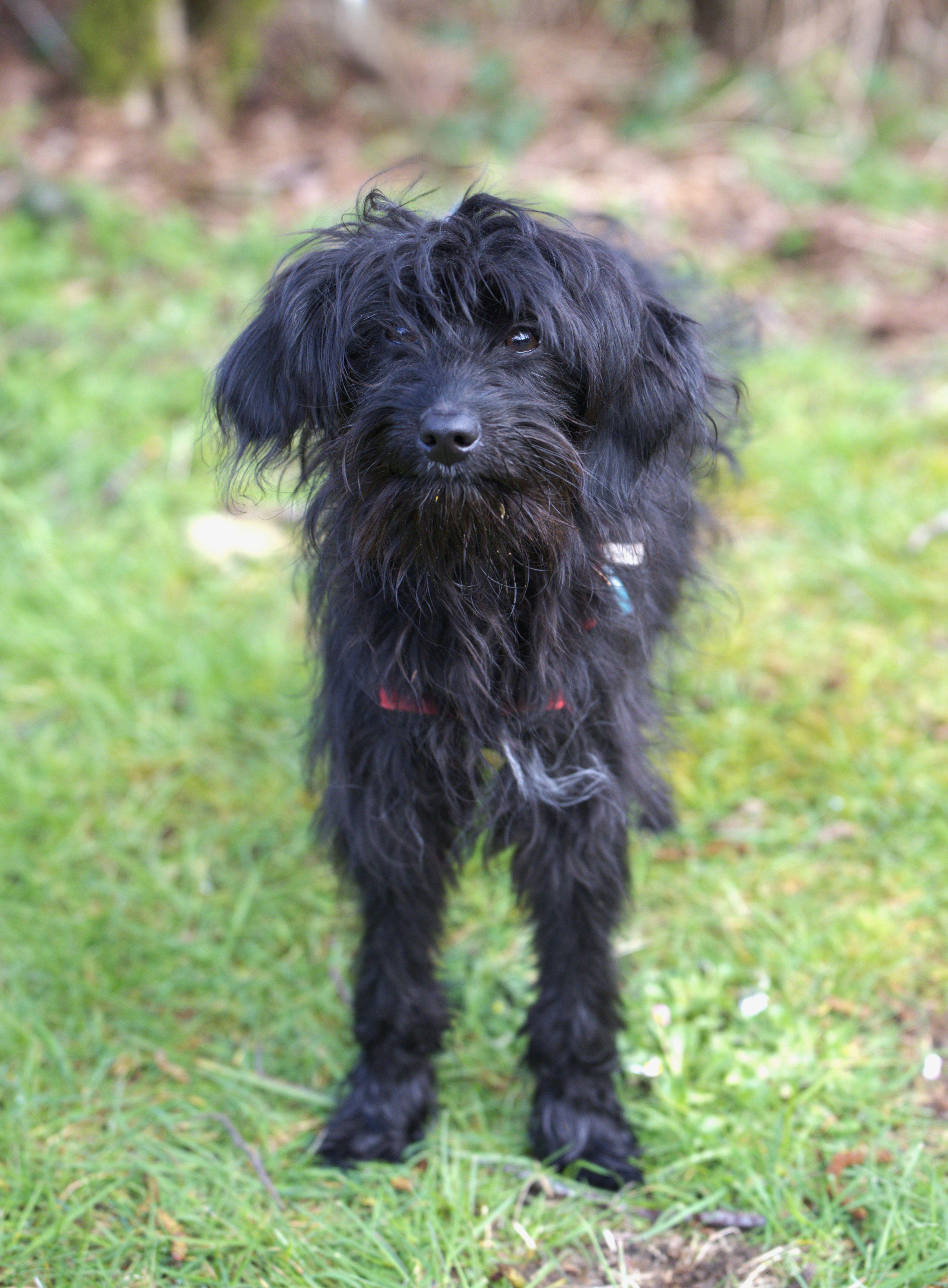 Enlarge Edwin, a Adoptable mixed breed in Hoquiam, WA image 5/6