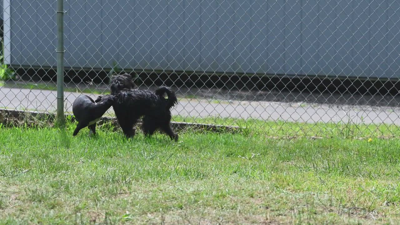Enlarge Edwin, a Adoptable mixed breed in Hoquiam, WA video 5/5
