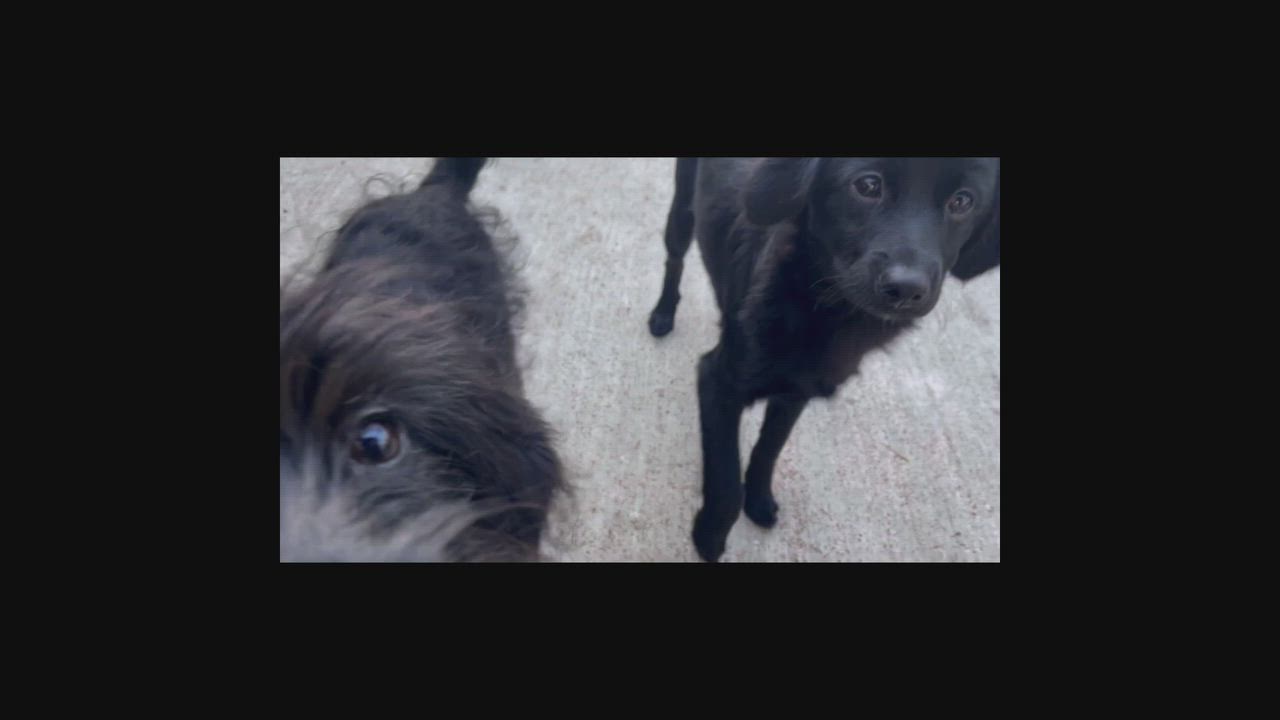 Enlarge Edwin, a Adoptable mixed breed in Hoquiam, WA video 6/6