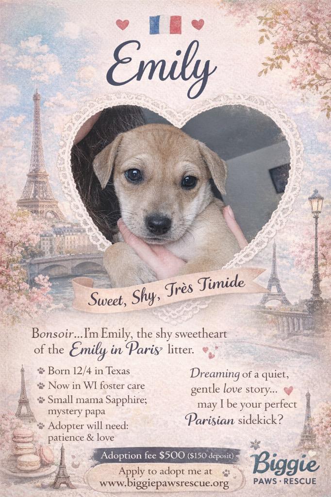 Enlarge Emily, a Adoptable mixed breed in Bristol, WI image 1/5