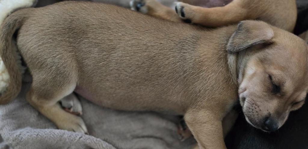 Enlarge Emily, a Adoptable mixed breed in Bristol, WI image 5/5