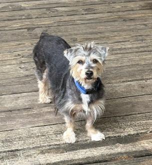 Enlarge Brioni, a Adoptable Yorkshire Terrier in Sugar Land, TX image 1/1