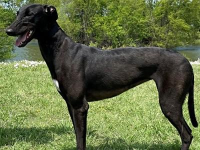 Holly, a ADOPTABLE Greyhound in Dallas, TX image 1/2