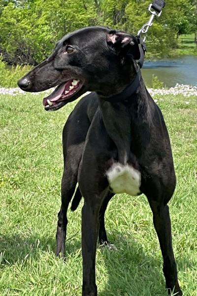 Holly, a ADOPTABLE Greyhound in Dallas, TX image 2/2