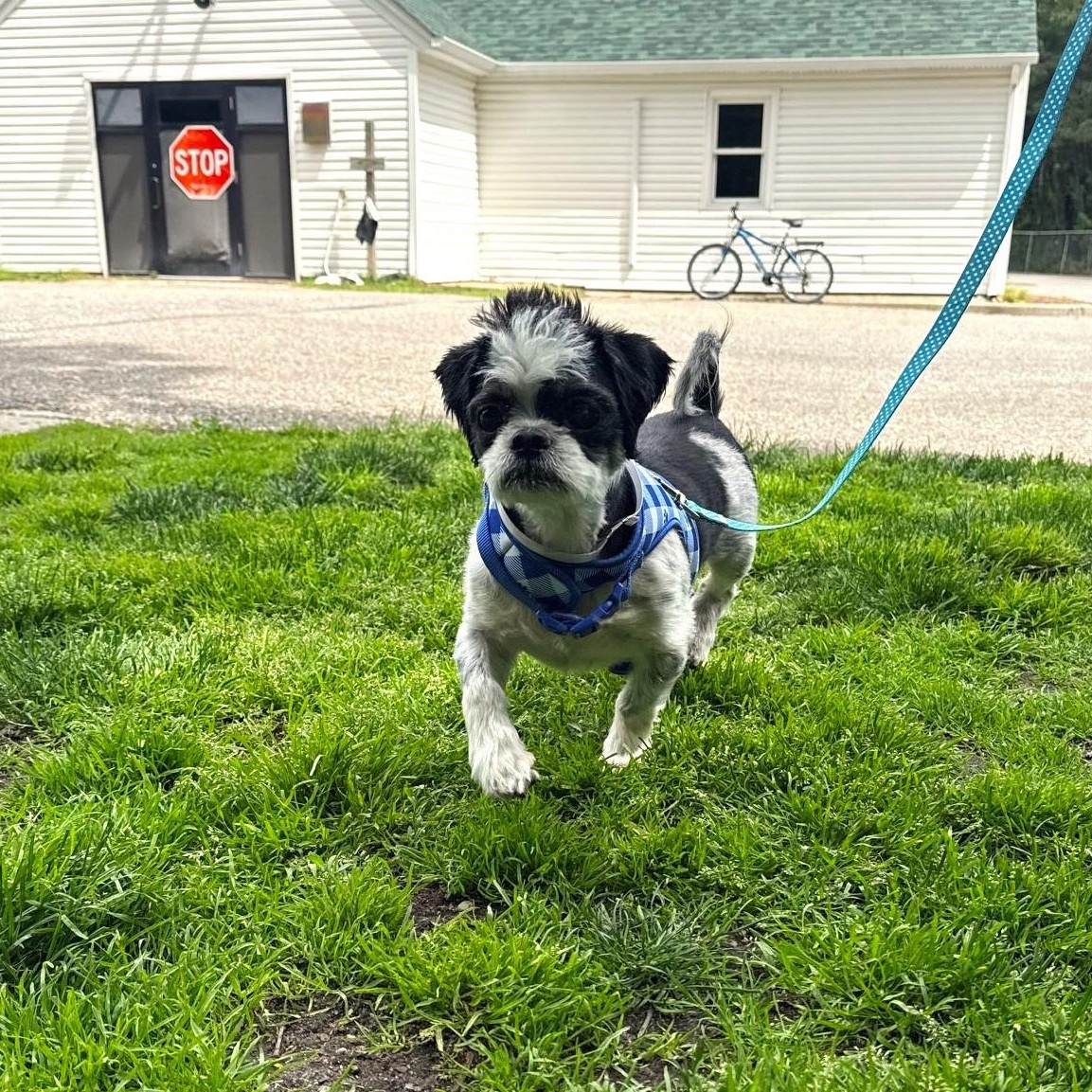 Rizzo, an adopted mixed breed in Brookhaven, NY image 2/5