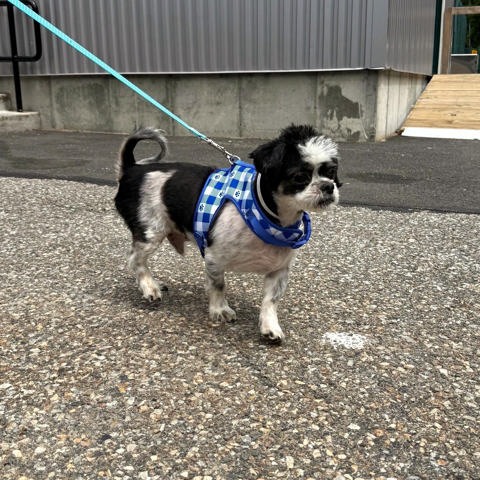 Rizzo, an adopted mixed breed in Brookhaven, NY image 5/5