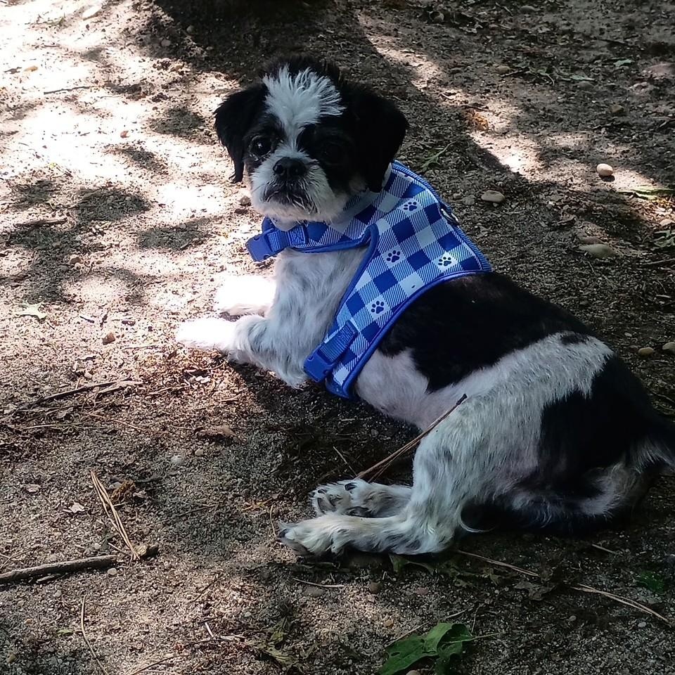 Rizzo, an adopted mixed breed in Brookhaven, NY image 3/5