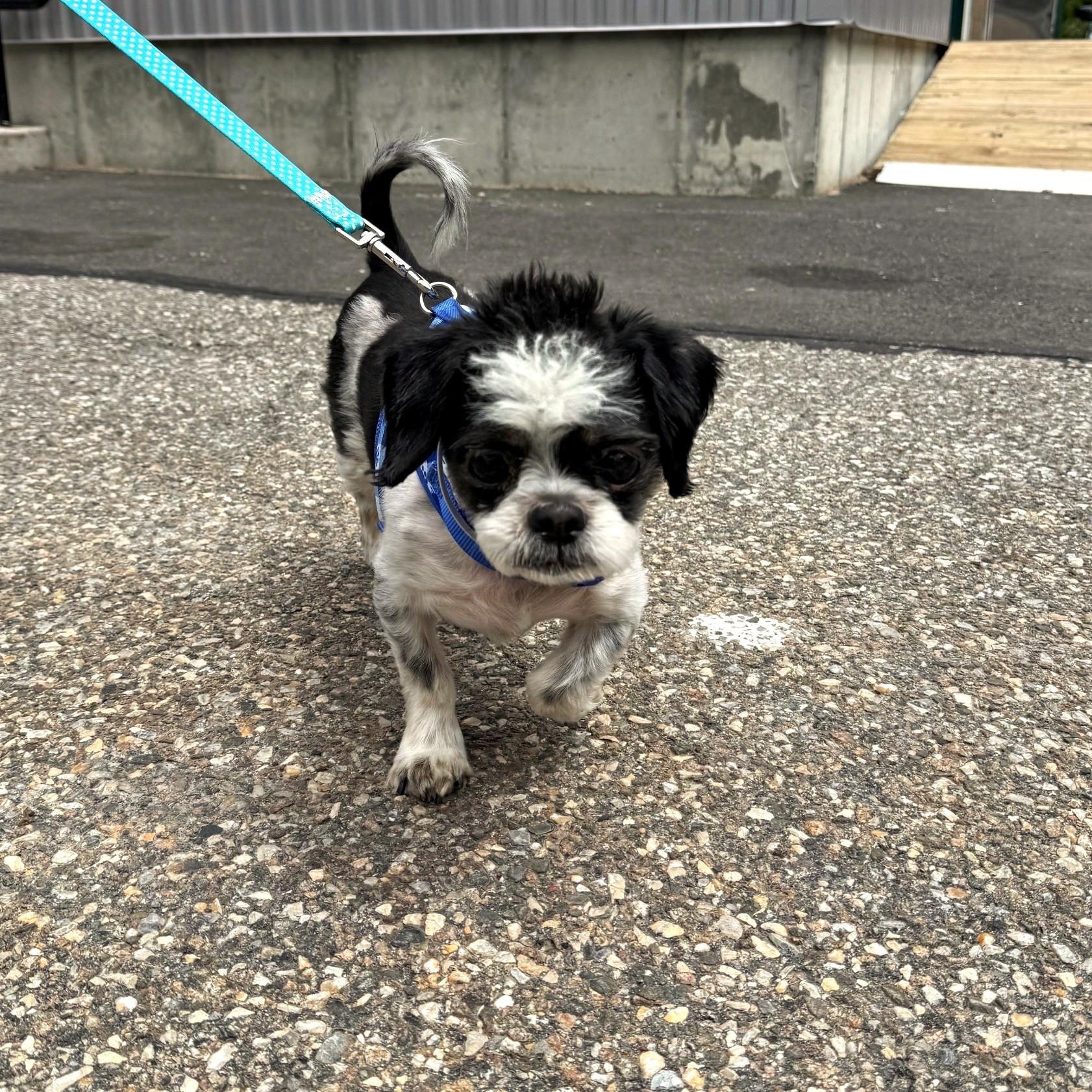 Rizzo, an adopted mixed breed in Brookhaven, NY image 4/5