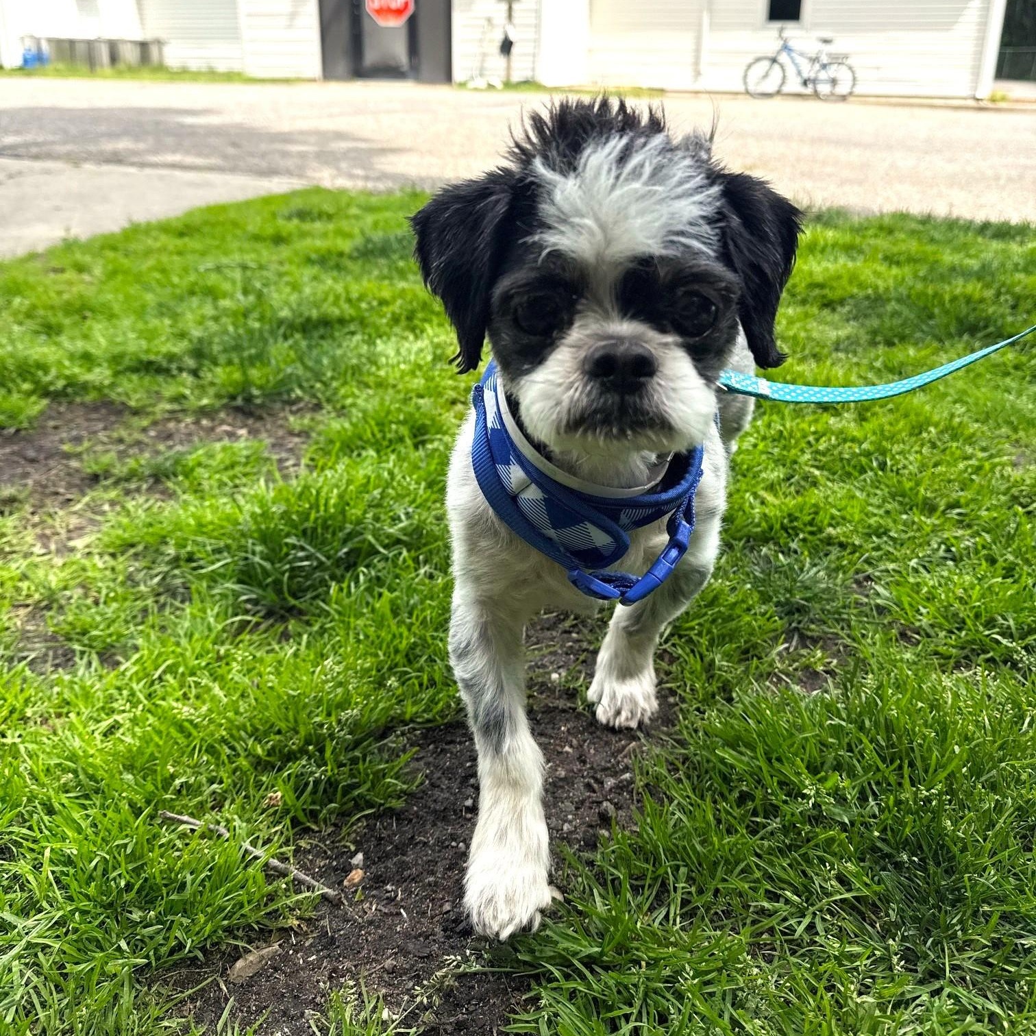 Rizzo, an adopted mixed breed in Brookhaven, NY image 1/5