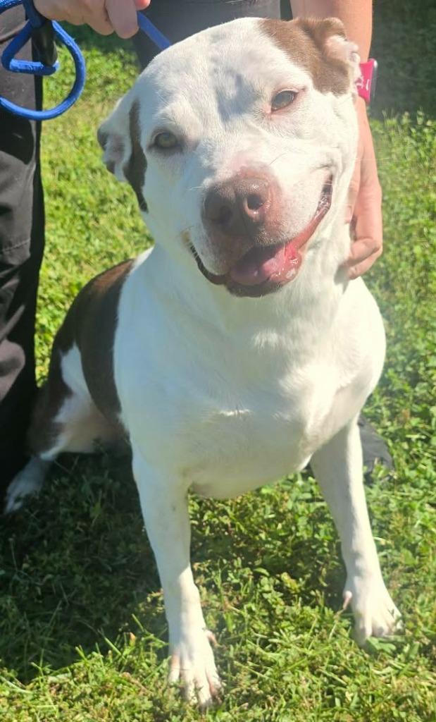 Coco, Adoptable, Young Female Pit Bull Terrier.