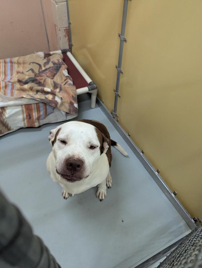 Enlarge Coco, a Adoptable Pit Bull Terrier in Culpeper, VA image 2/2