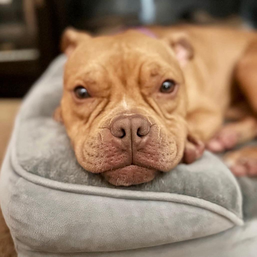 Candy, Adoptable, Adult Female English Bulldog & Mixed Breed.