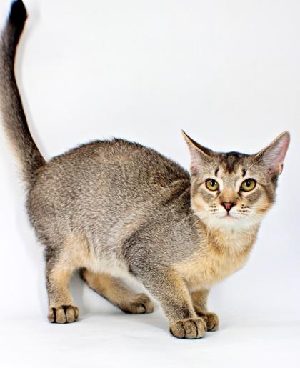 Enlarge Brioche, a Adoptable mixed breed in Morton Grove, IL image 1/1