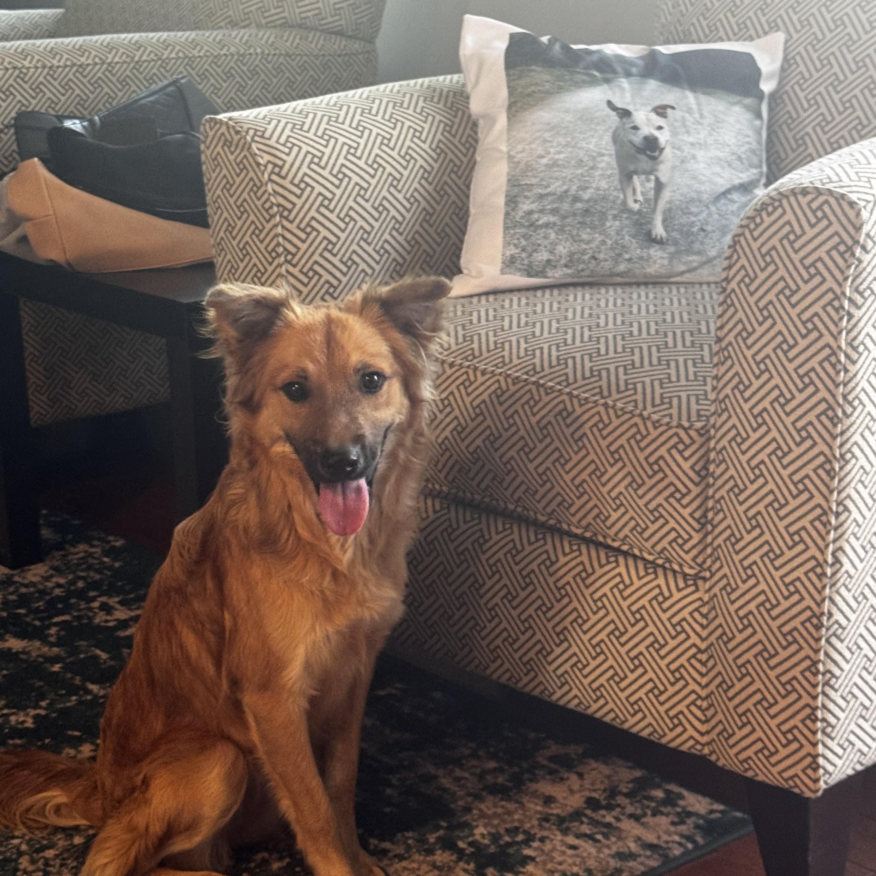 Sora, adopted, Young Female Mixed Breed.