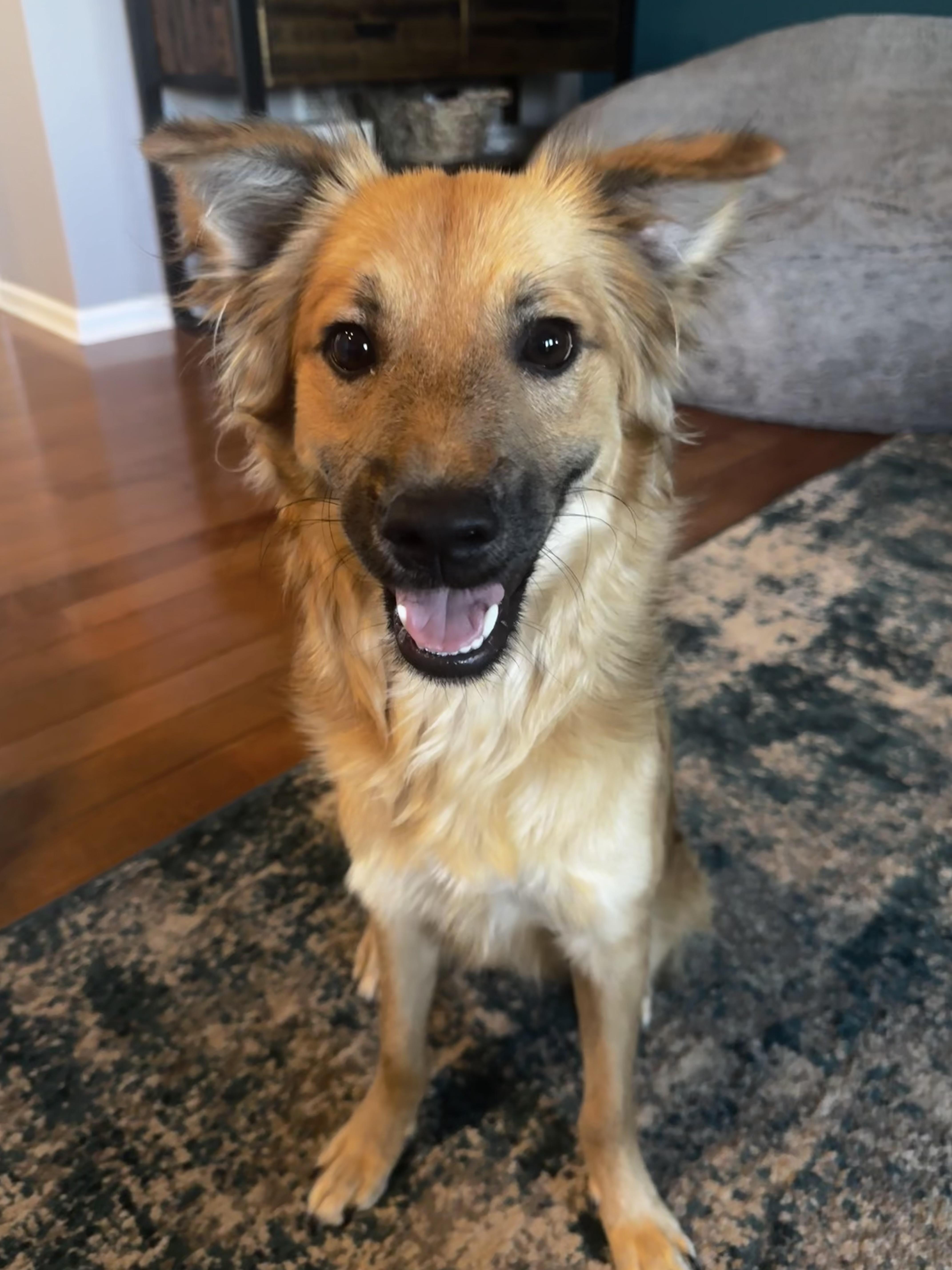 Sora, an adopted Mixed Breed in Seville, OH image 3/6