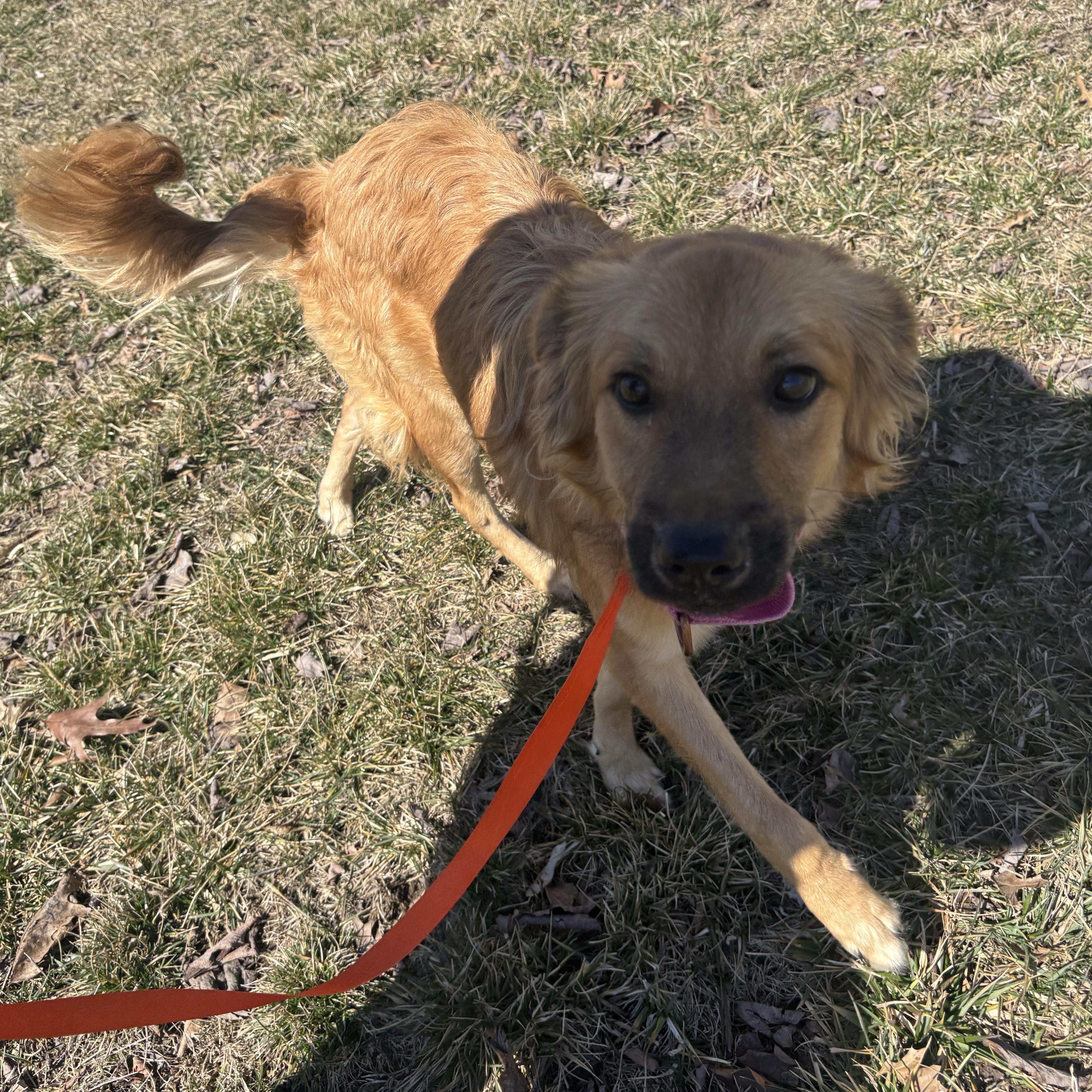 Sora, an adopted Mixed Breed in Seville, OH image 4/6