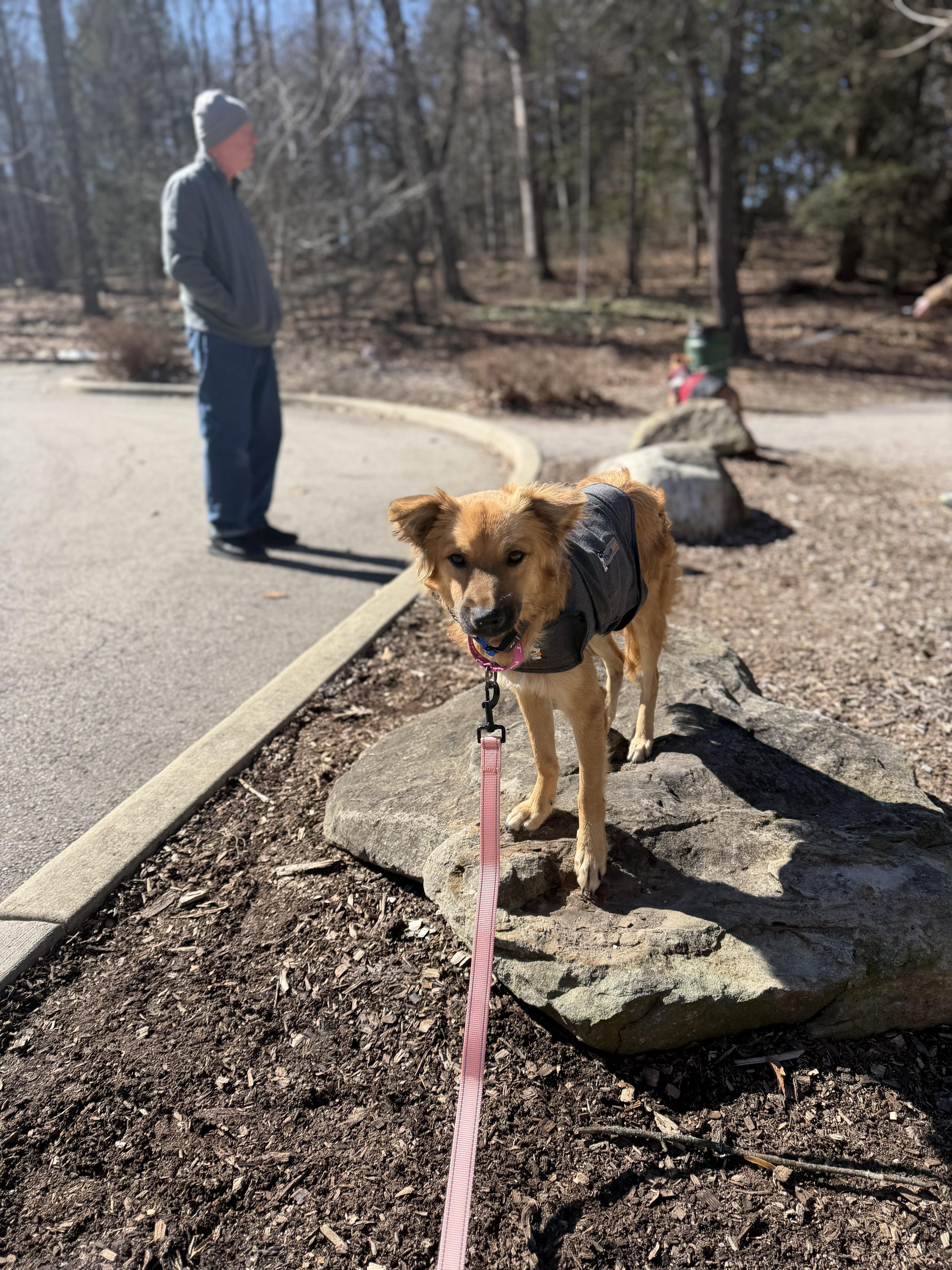 Sora, an adopted Mixed Breed in Seville, OH image 6/6