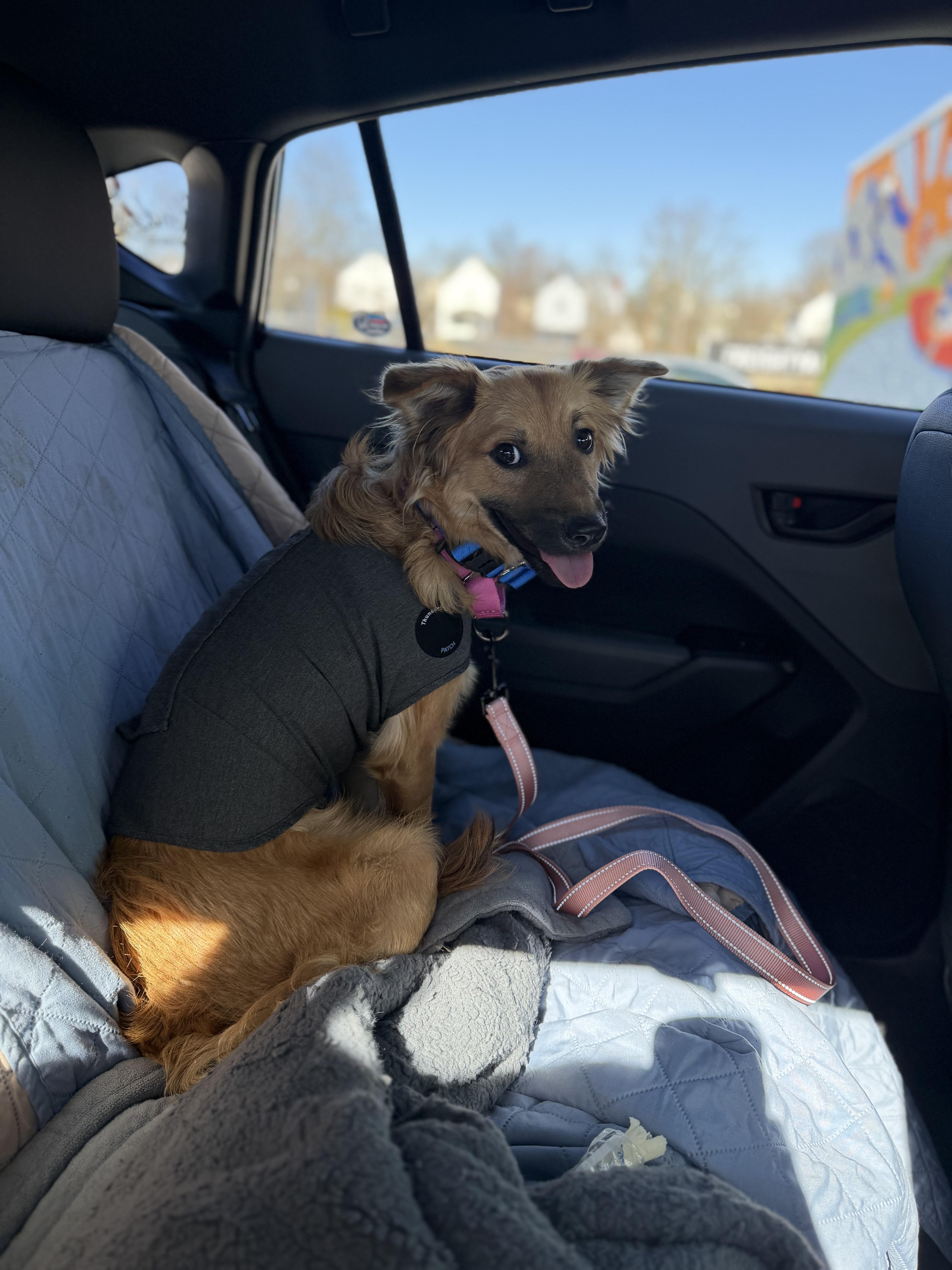 Sora, an adopted Mixed Breed in Seville, OH image 2/6