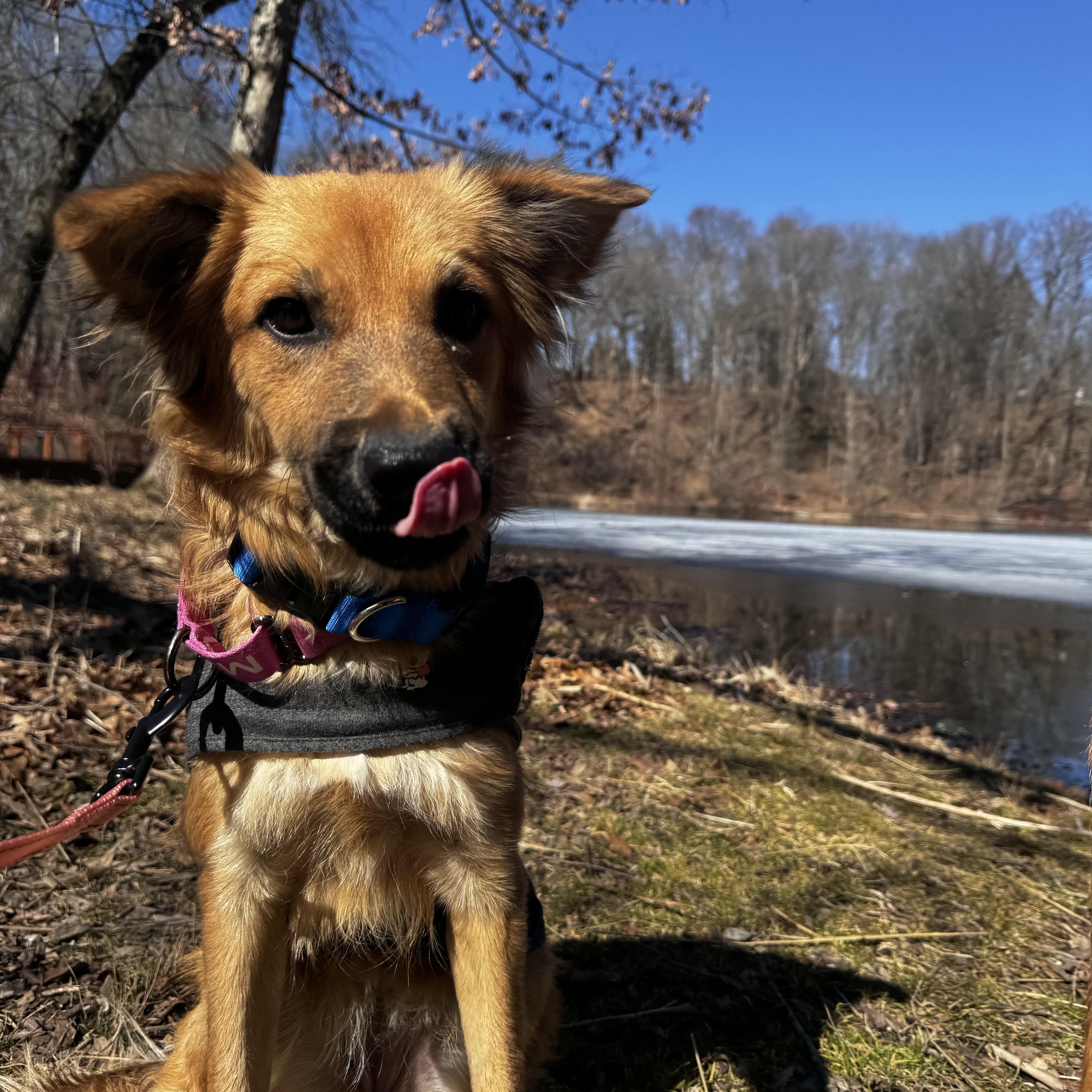 Sora, an adopted Mixed Breed in Seville, OH image 5/6