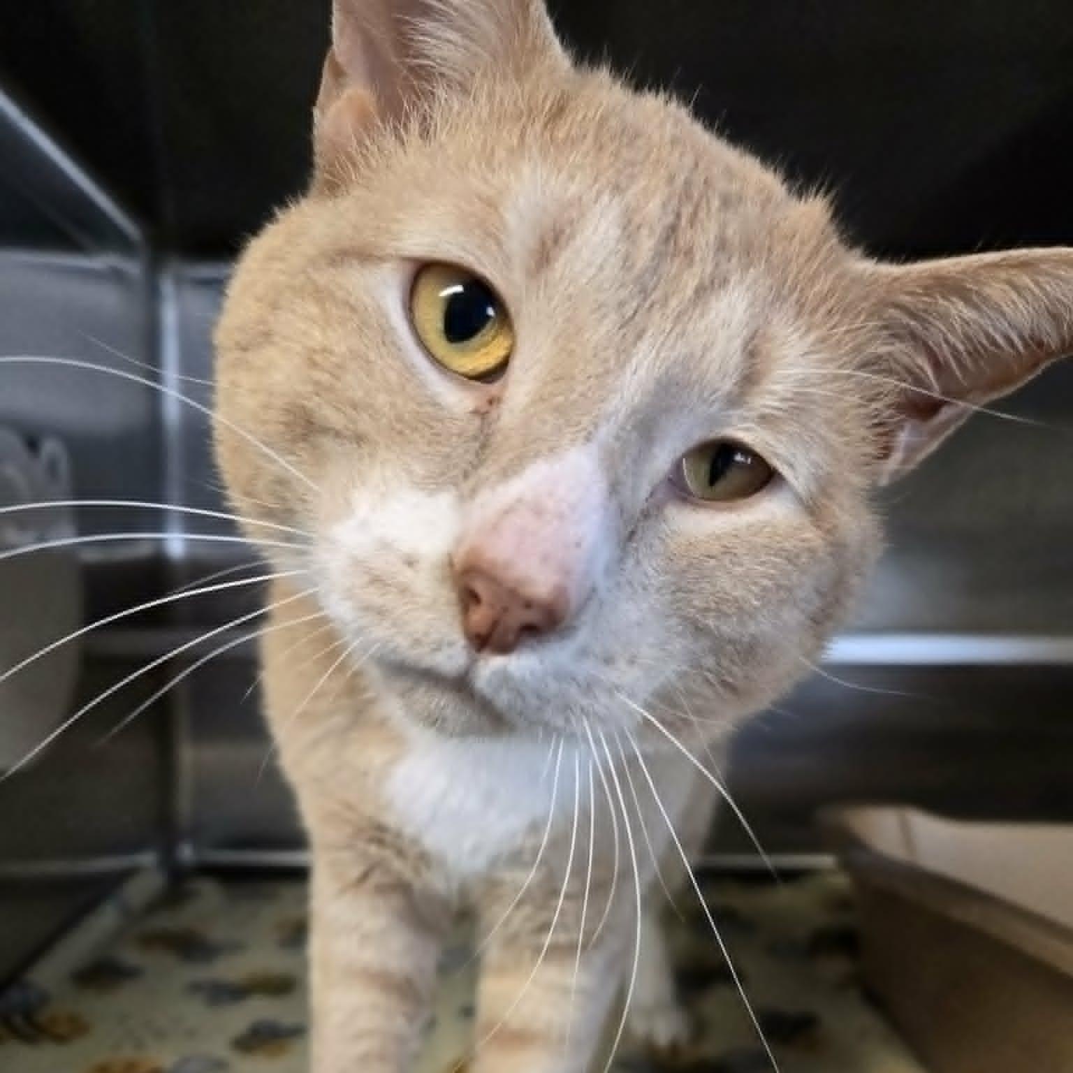 Enlarge Butterbean, a ADOPTABLE Domestic Short Hair in Watertown, WI image 2/4