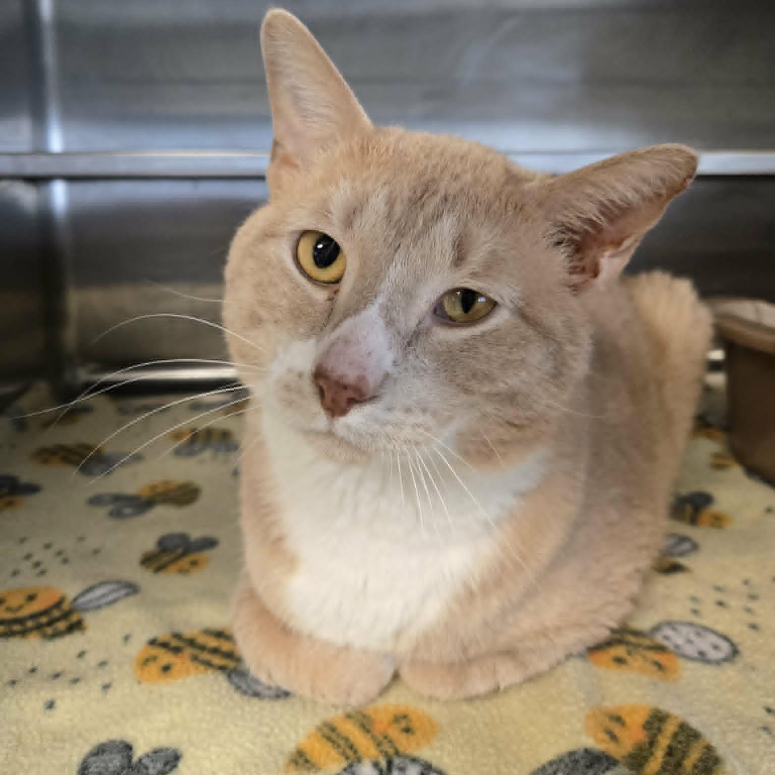 Enlarge Butterbean, a ADOPTABLE Domestic Short Hair in Watertown, WI image 4/4