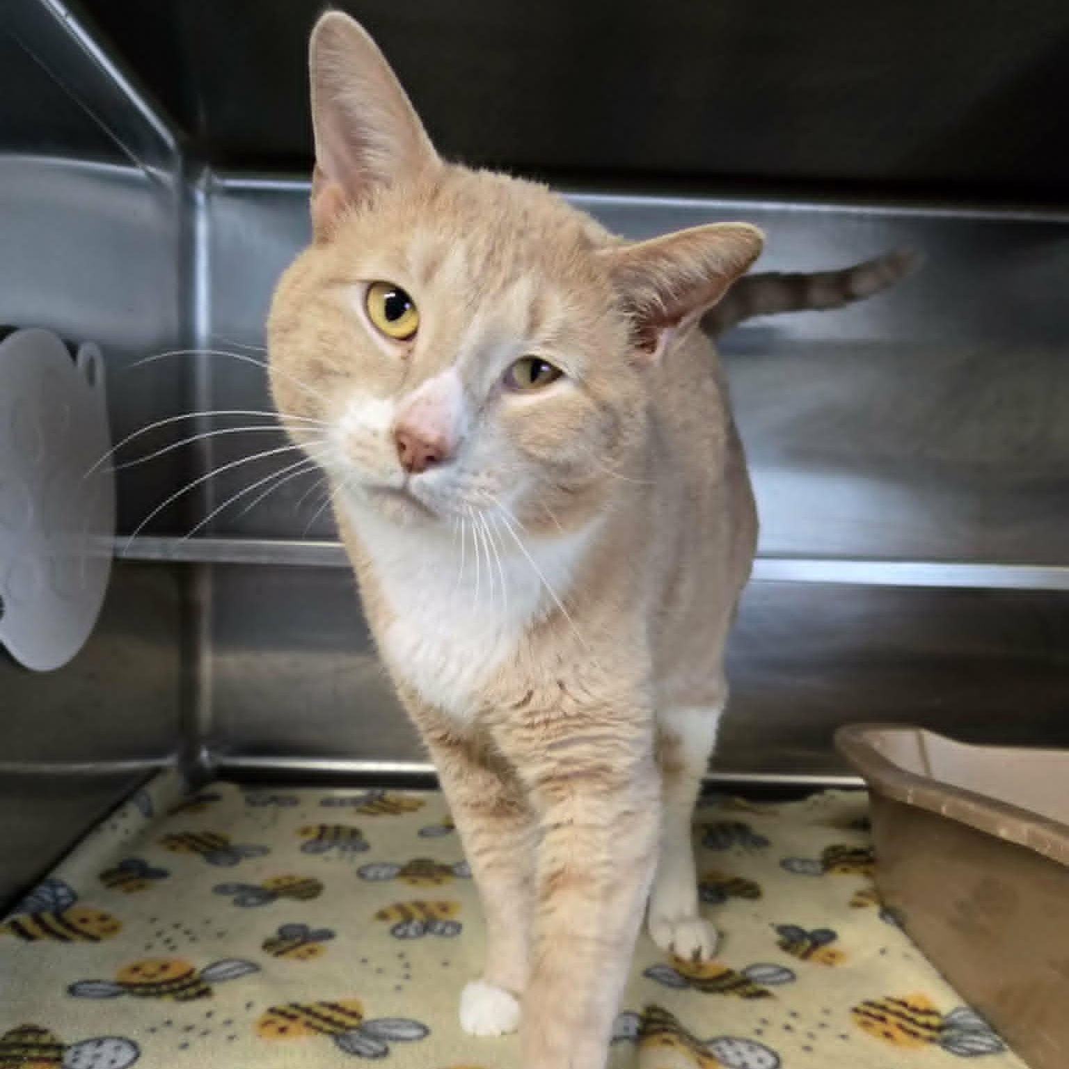 Enlarge Butterbean, a ADOPTABLE Domestic Short Hair in Watertown, WI image 1/4
