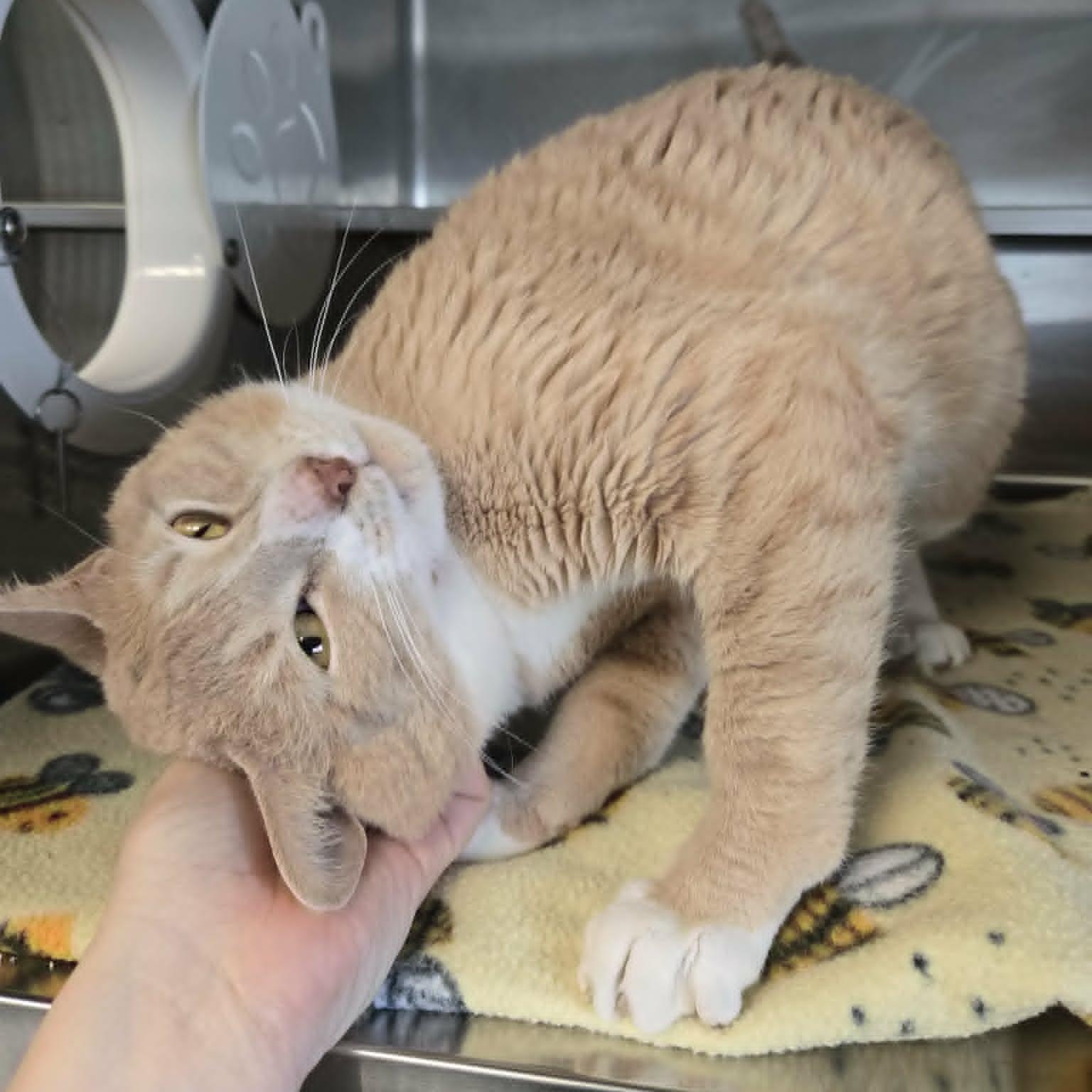 Enlarge Butterbean, a ADOPTABLE Domestic Short Hair in Watertown, WI image 3/4