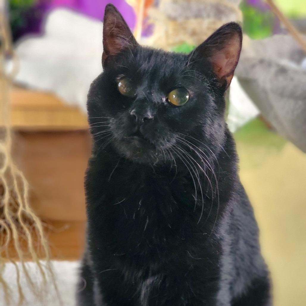 Enlarge Clarabelle, a Adoptable Domestic Short Hair in Washoe Valley, NV image 1/2