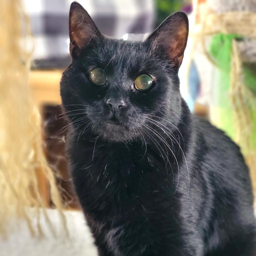 Enlarge Clarabelle, a Adoptable Domestic Short Hair in Washoe Valley, NV image 2/2