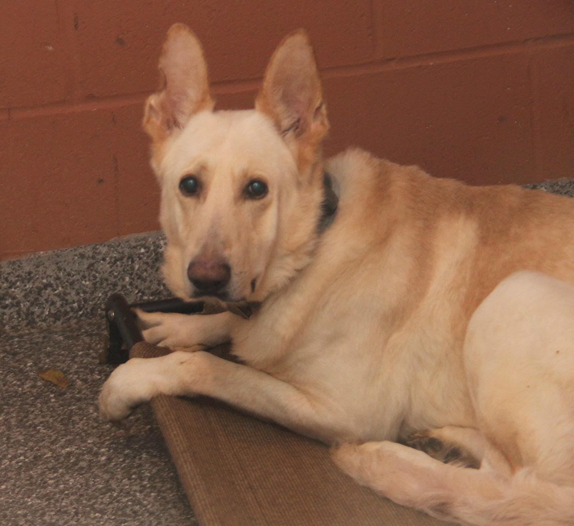 Hazard (Neutered) (Bonded Pair w/Moose)