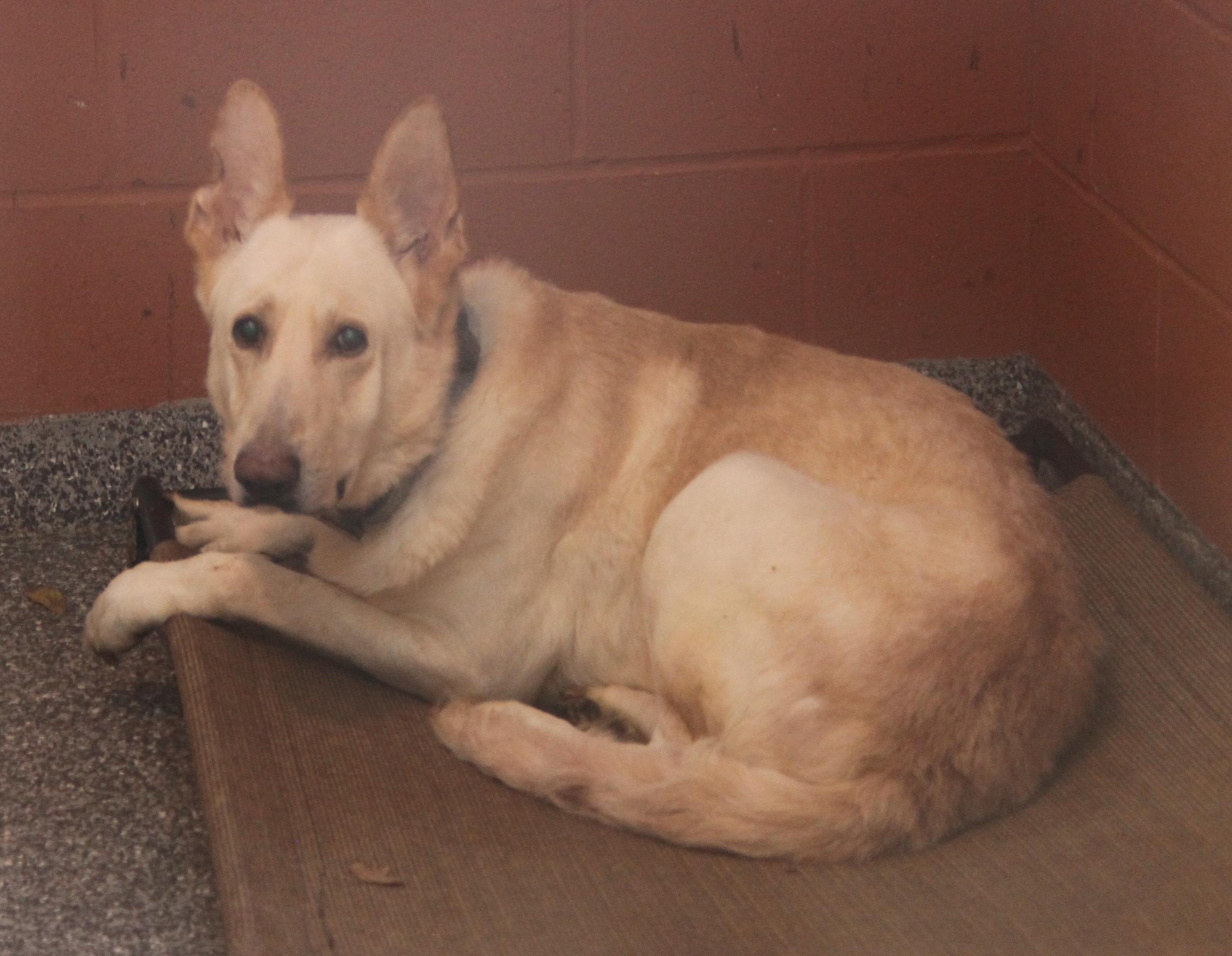 Hazard (Neutered) (Bonded Pair w/Moose)