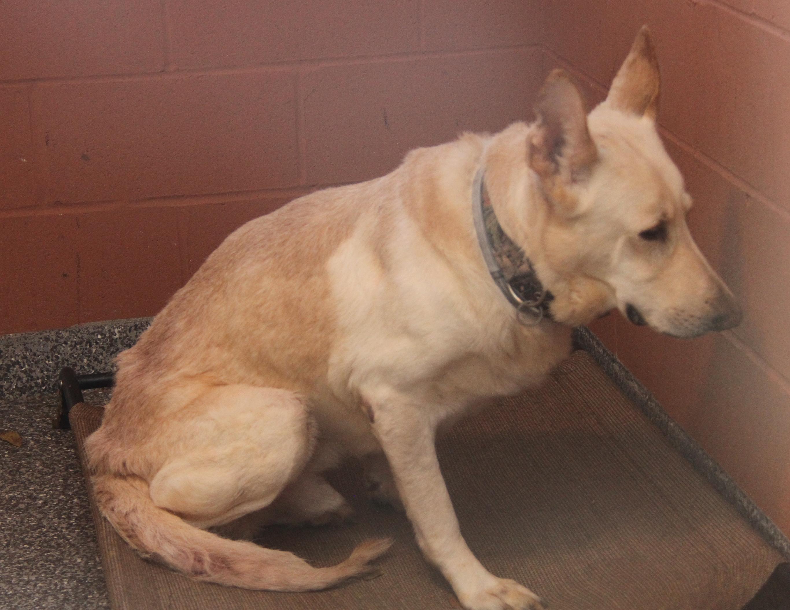 Hazard (Neutered) (Bonded Pair w/Moose)