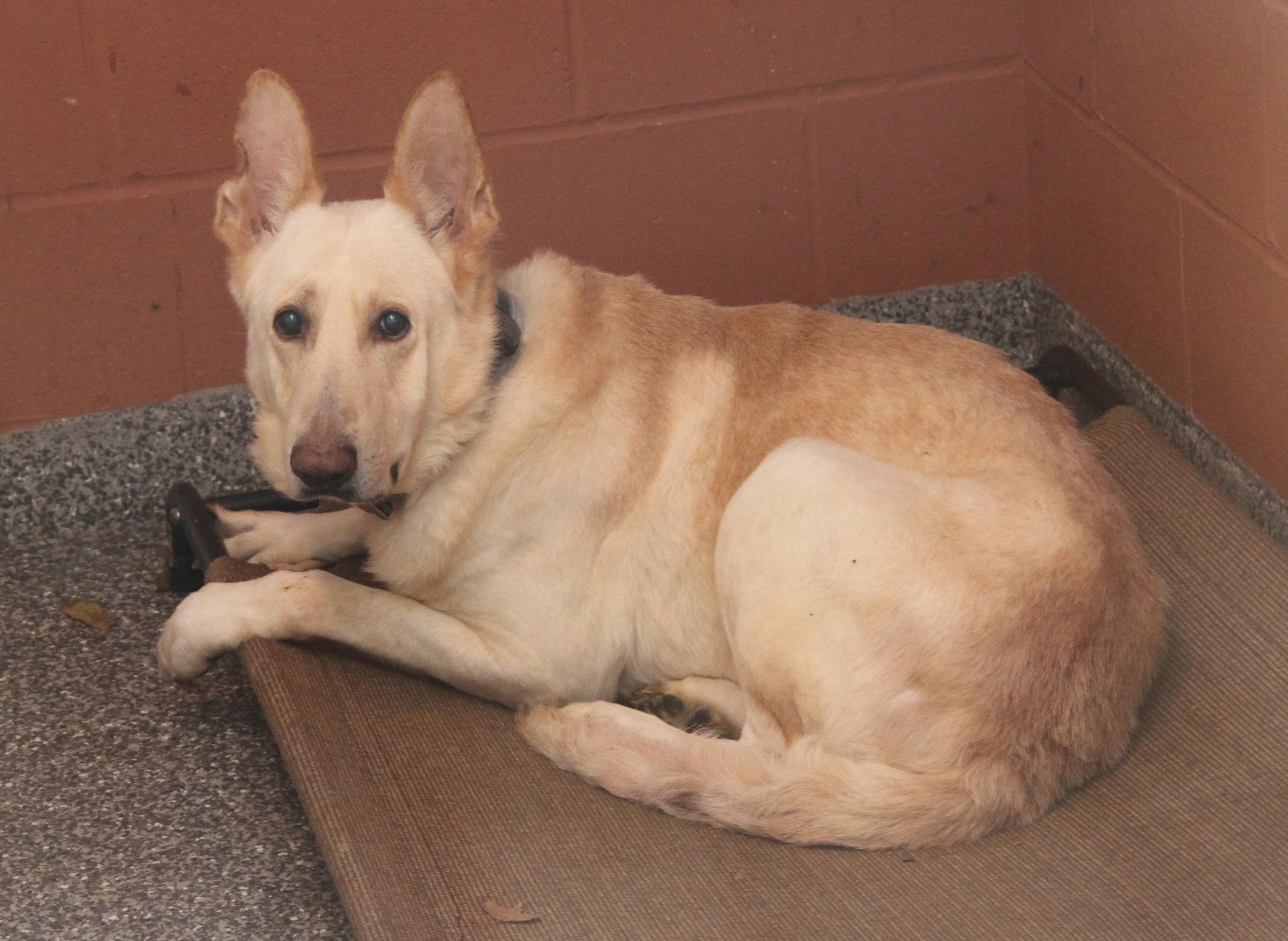 Hazard (Neutered) (Bonded Pair w/Moose)