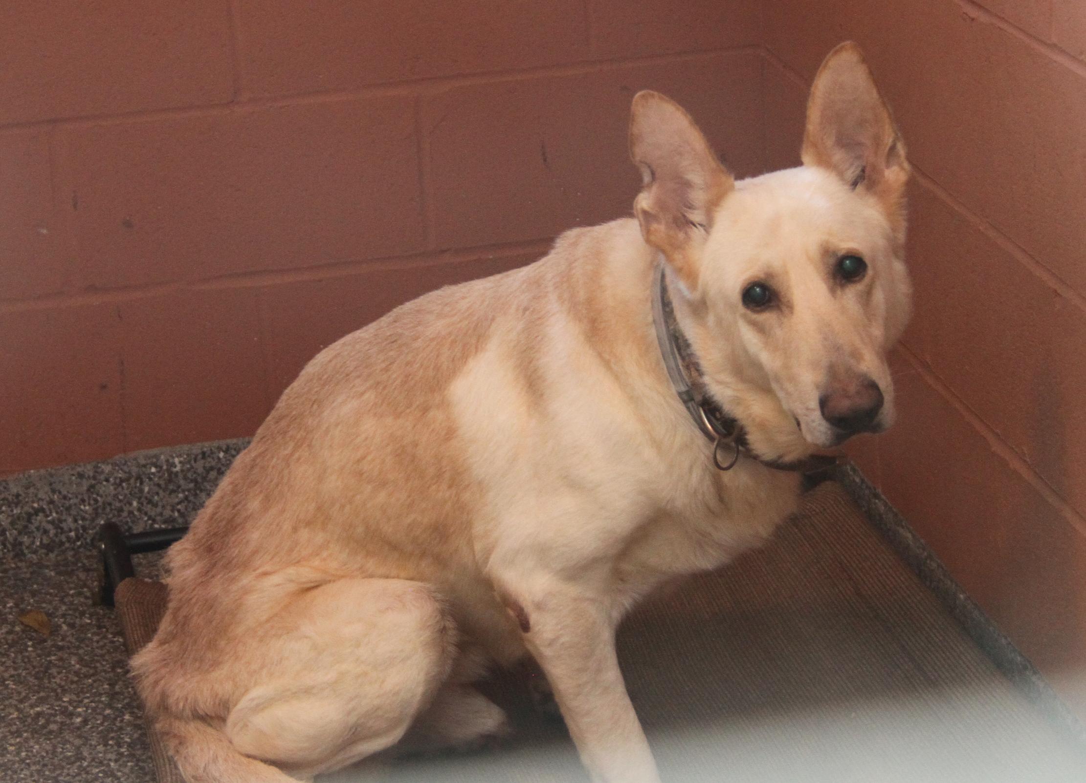 Hazard (Neutered) (Bonded Pair w/Moose)