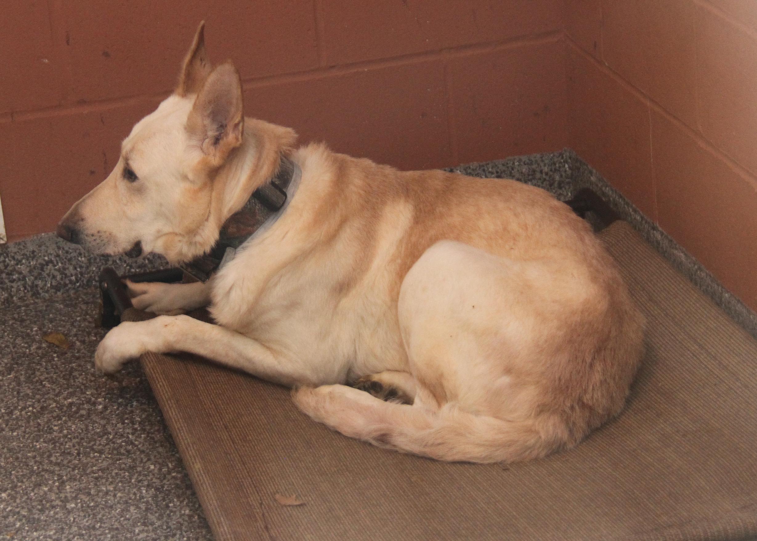 Hazard (Neutered) (Bonded Pair w/Moose)