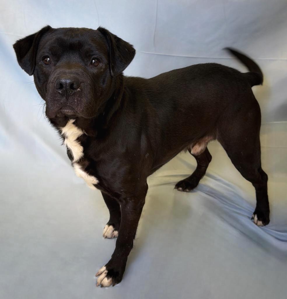 Enlarge Midnight, a ADOPTABLE mixed breed in Columbus, NE image 1/1
