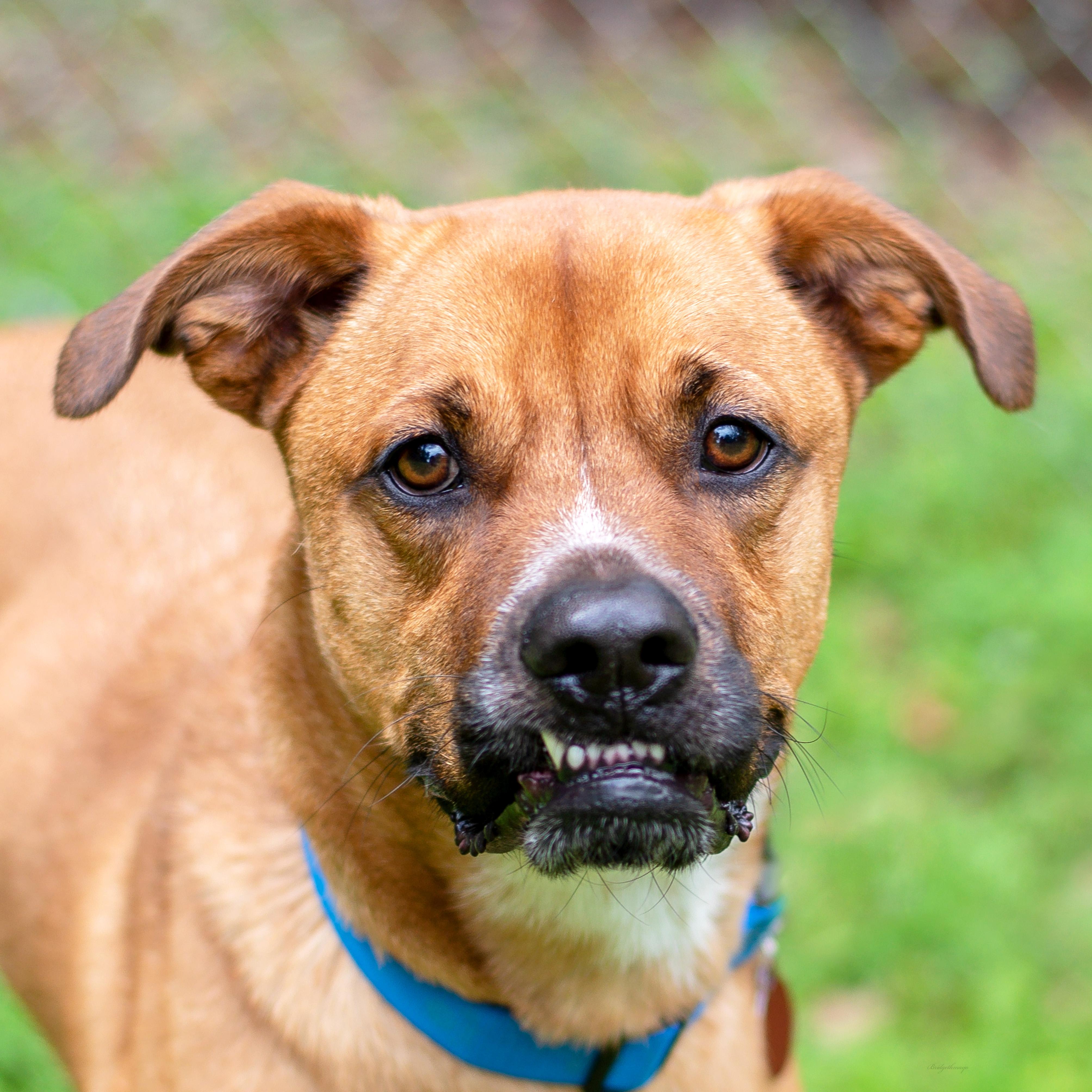 Mason, Adoptable, Adult Male Boxer.
