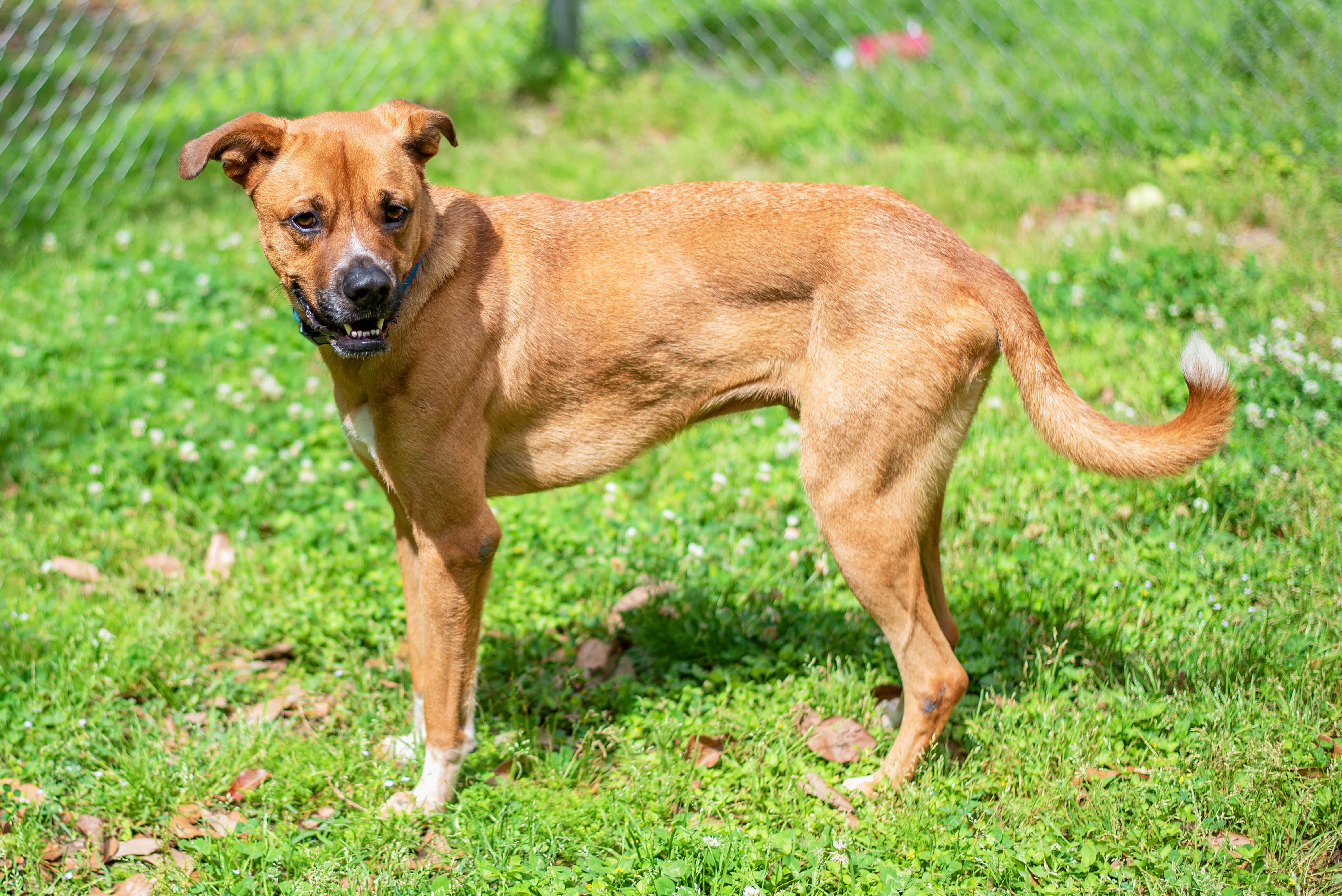 Mason, a Adoptable mixed breed in Baton Rouge, LA image 2/2