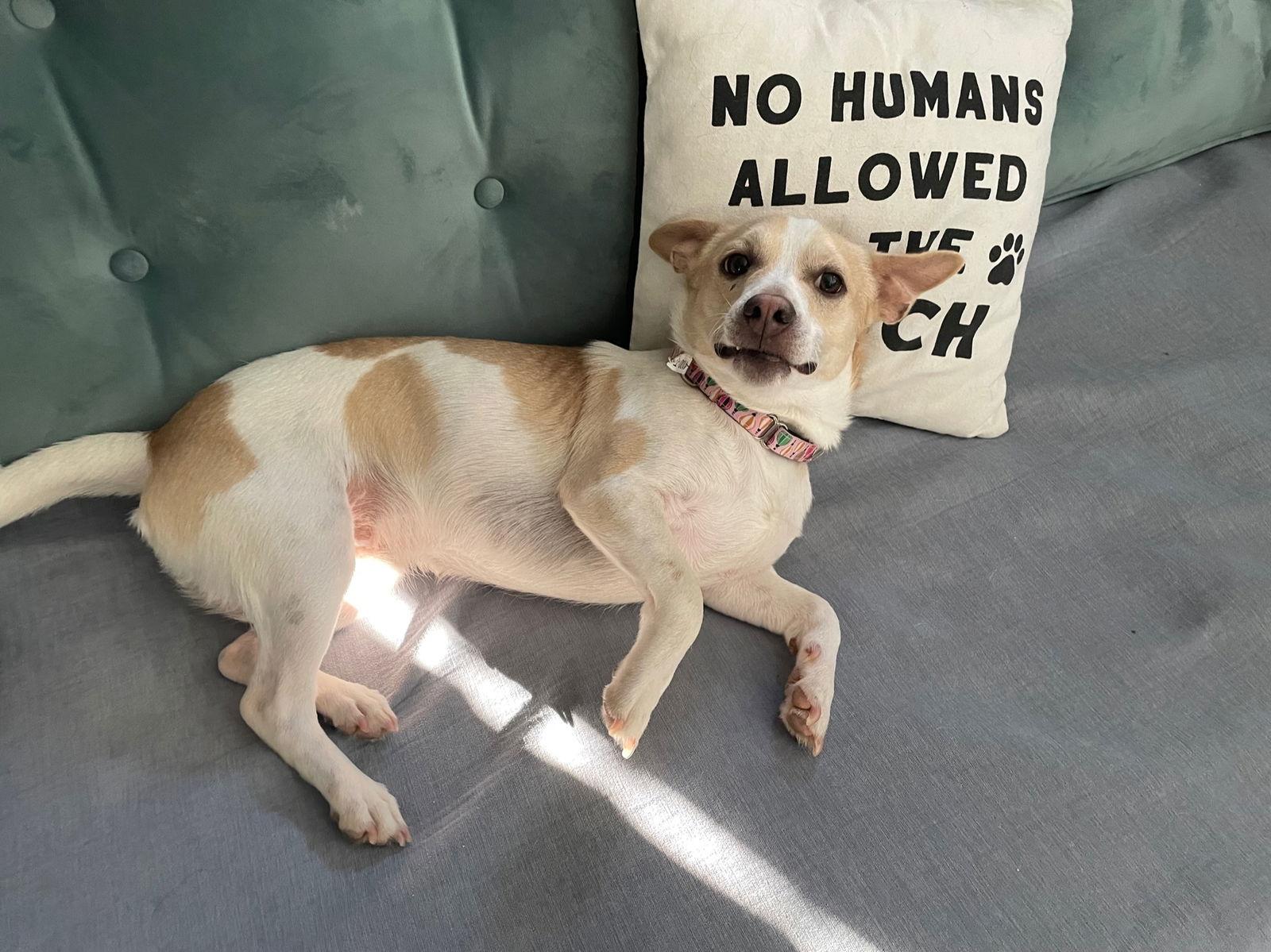 Enlarge Toby, a Adoptable mixed breed in Decatur, GA image 2/3