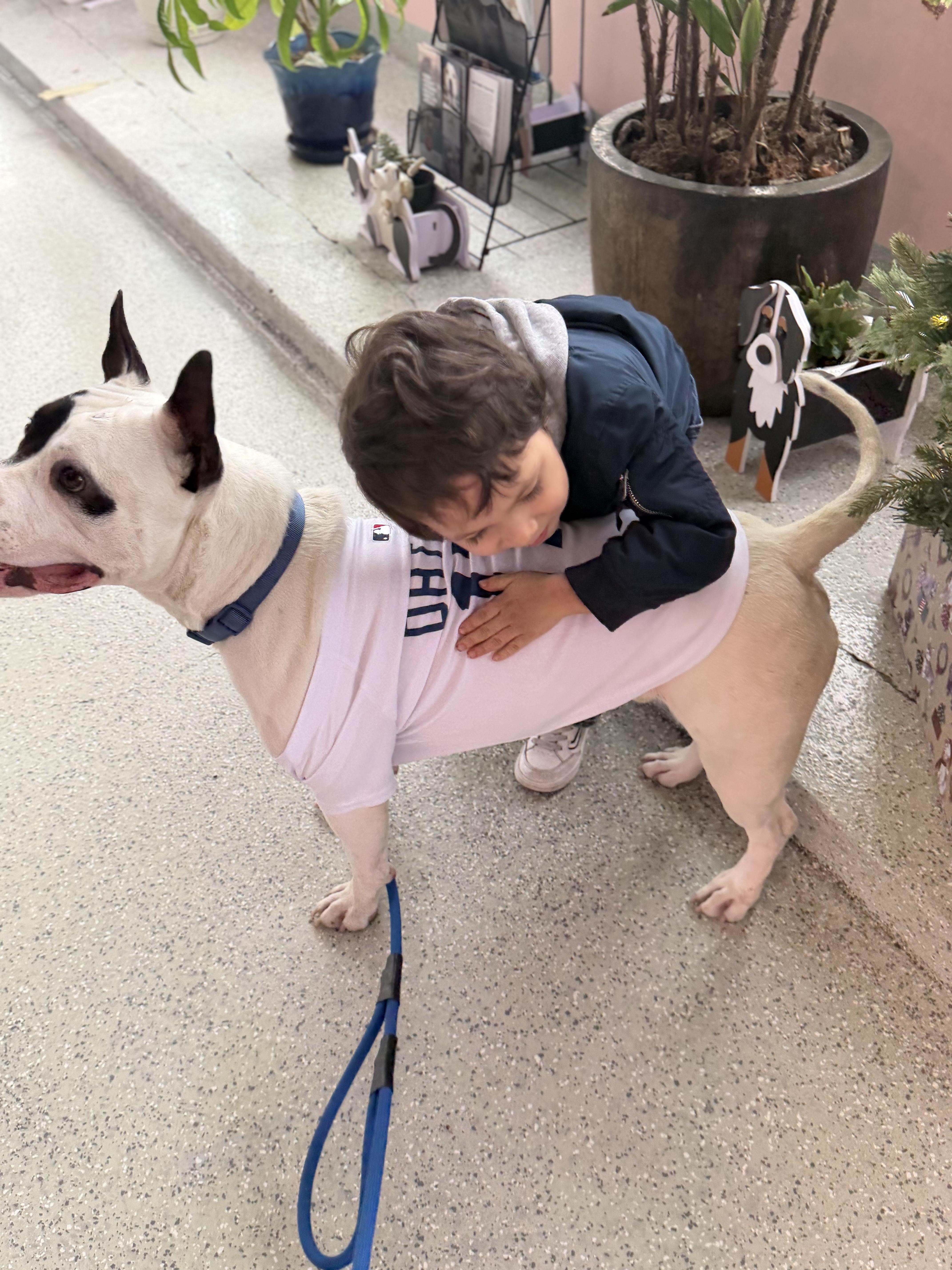 Enlarge Beetle, a ADOPTABLE mixed breed in Torrance, CA image 2/6