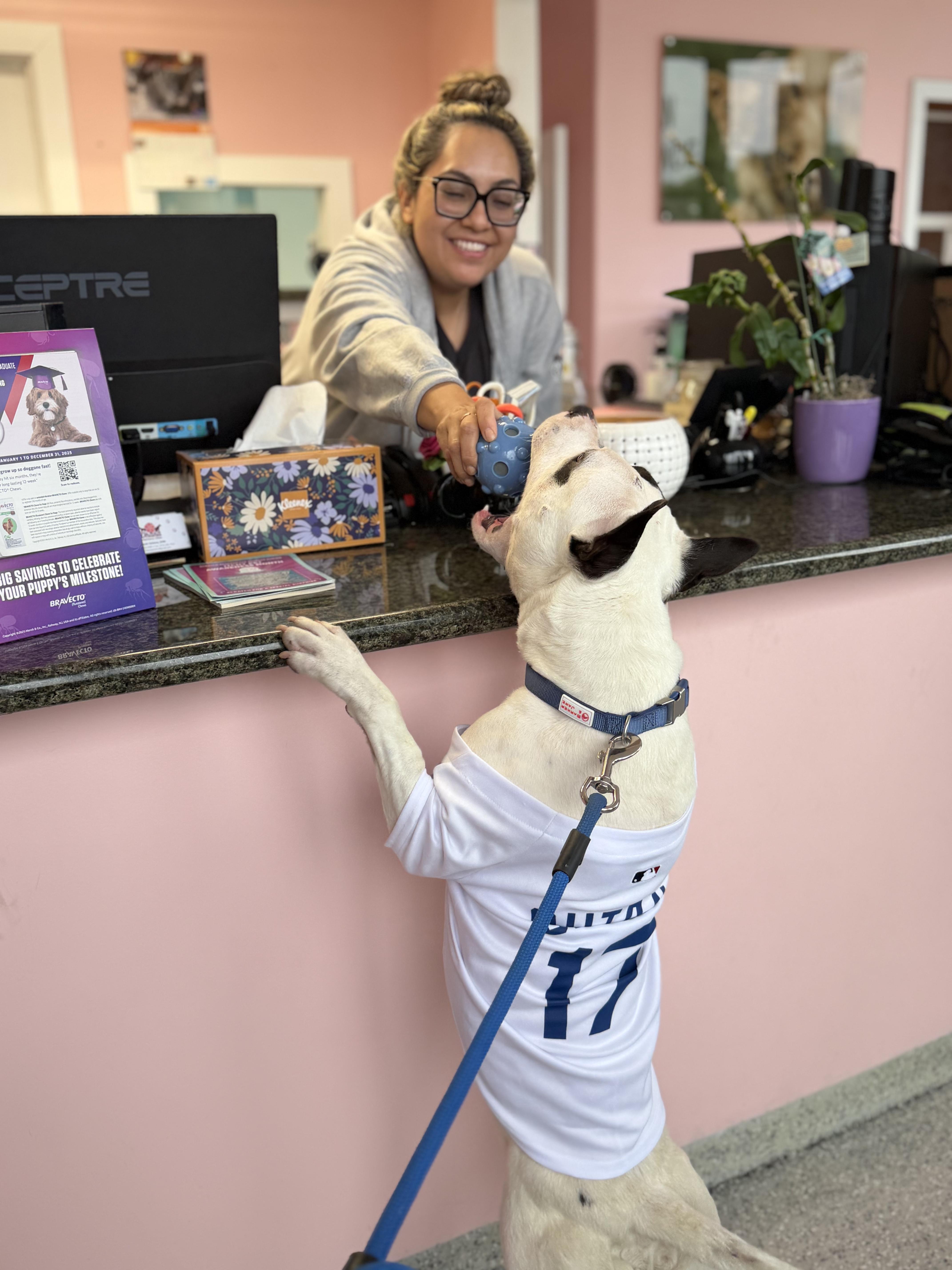 Enlarge Beetle, a ADOPTABLE mixed breed in Torrance, CA image 5/6