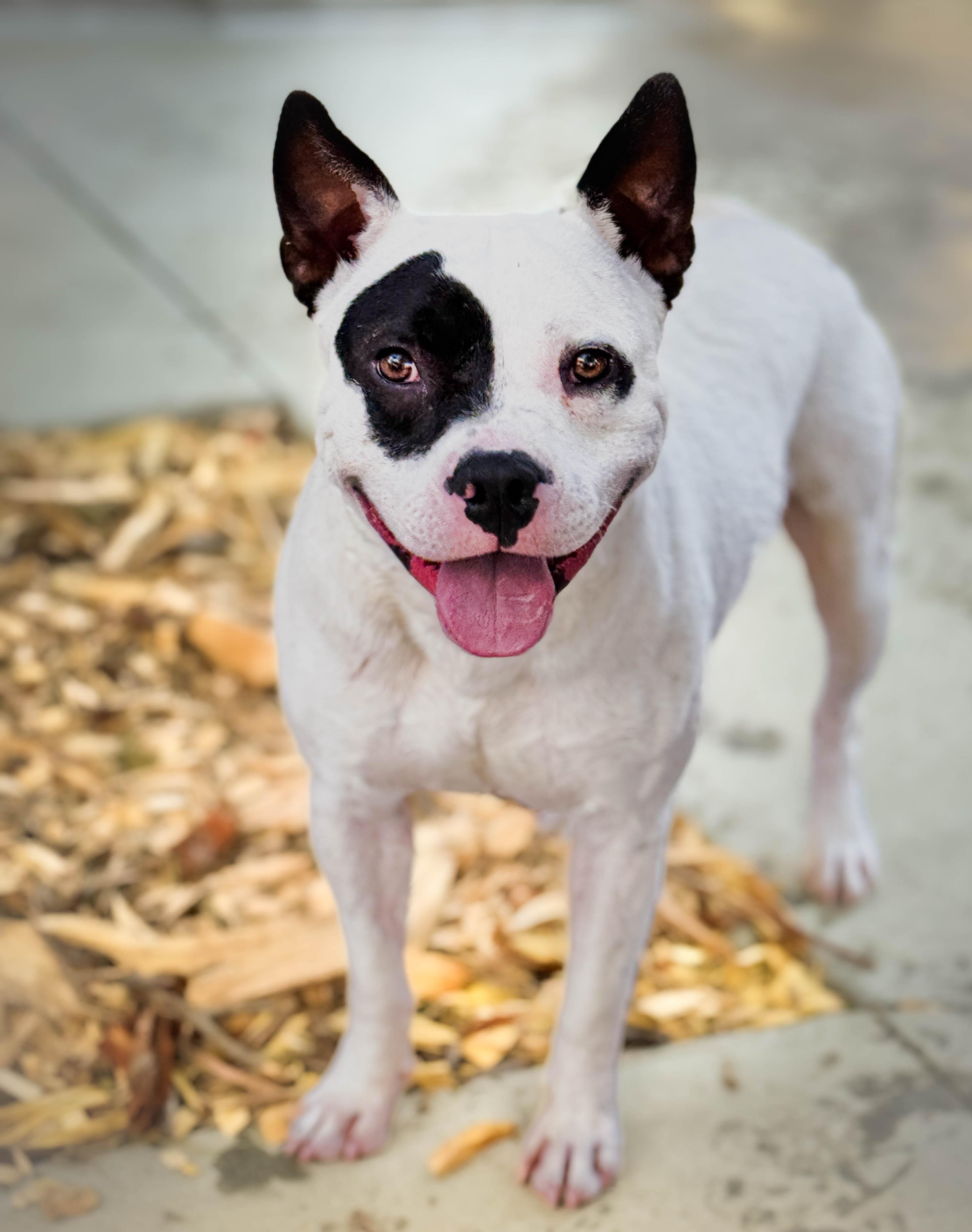 Enlarge Beetle, a ADOPTABLE mixed breed in Torrance, CA image 4/6