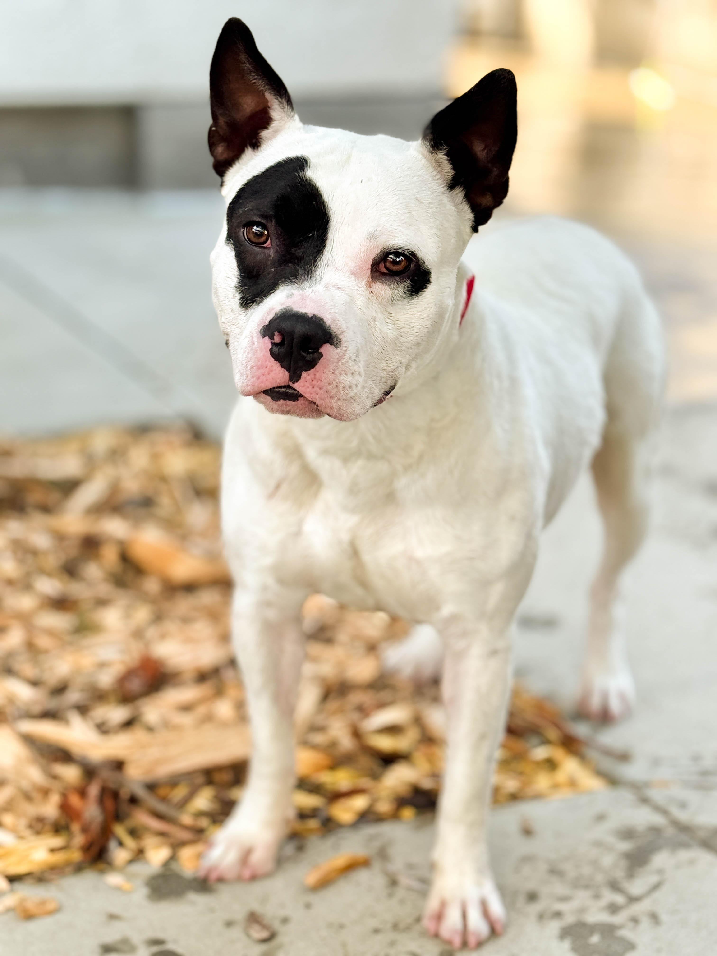 Enlarge Beetle, a ADOPTABLE mixed breed in Torrance, CA image 3/6