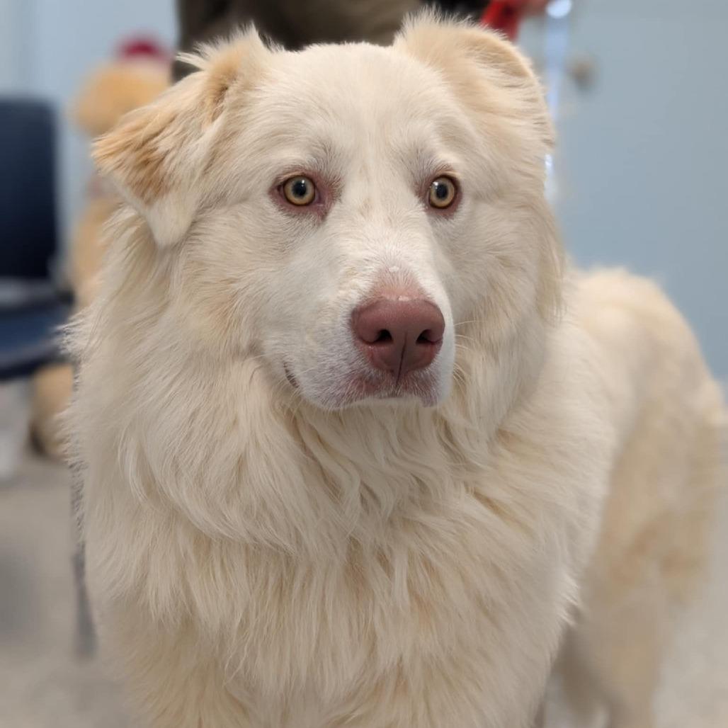 Possum, a Adoptable Great Pyrenees in Winchester, TN image 1/4